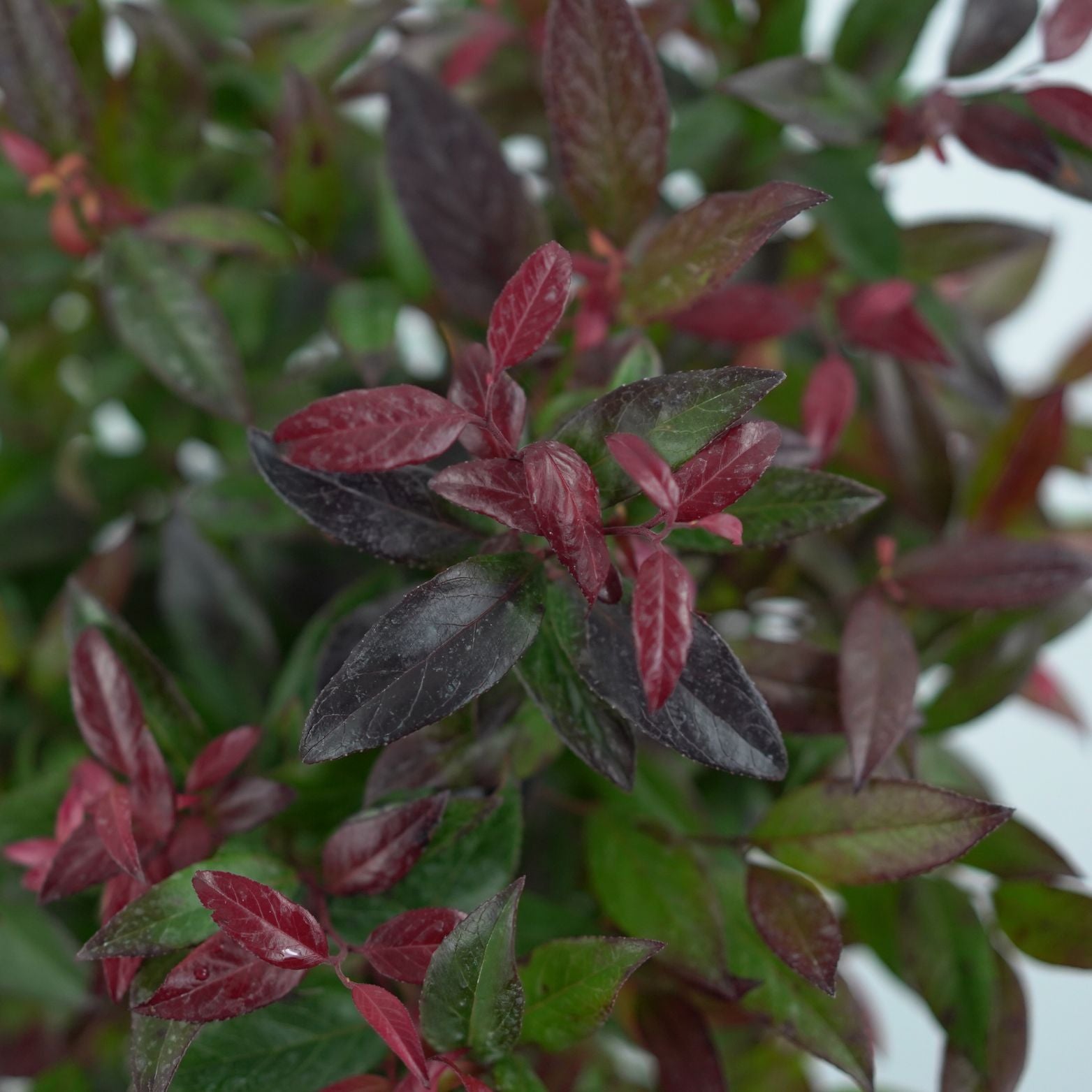 LEUCOTHOE FONTANESIANA 'ZEBLID' Kiścień wawrzynowaty