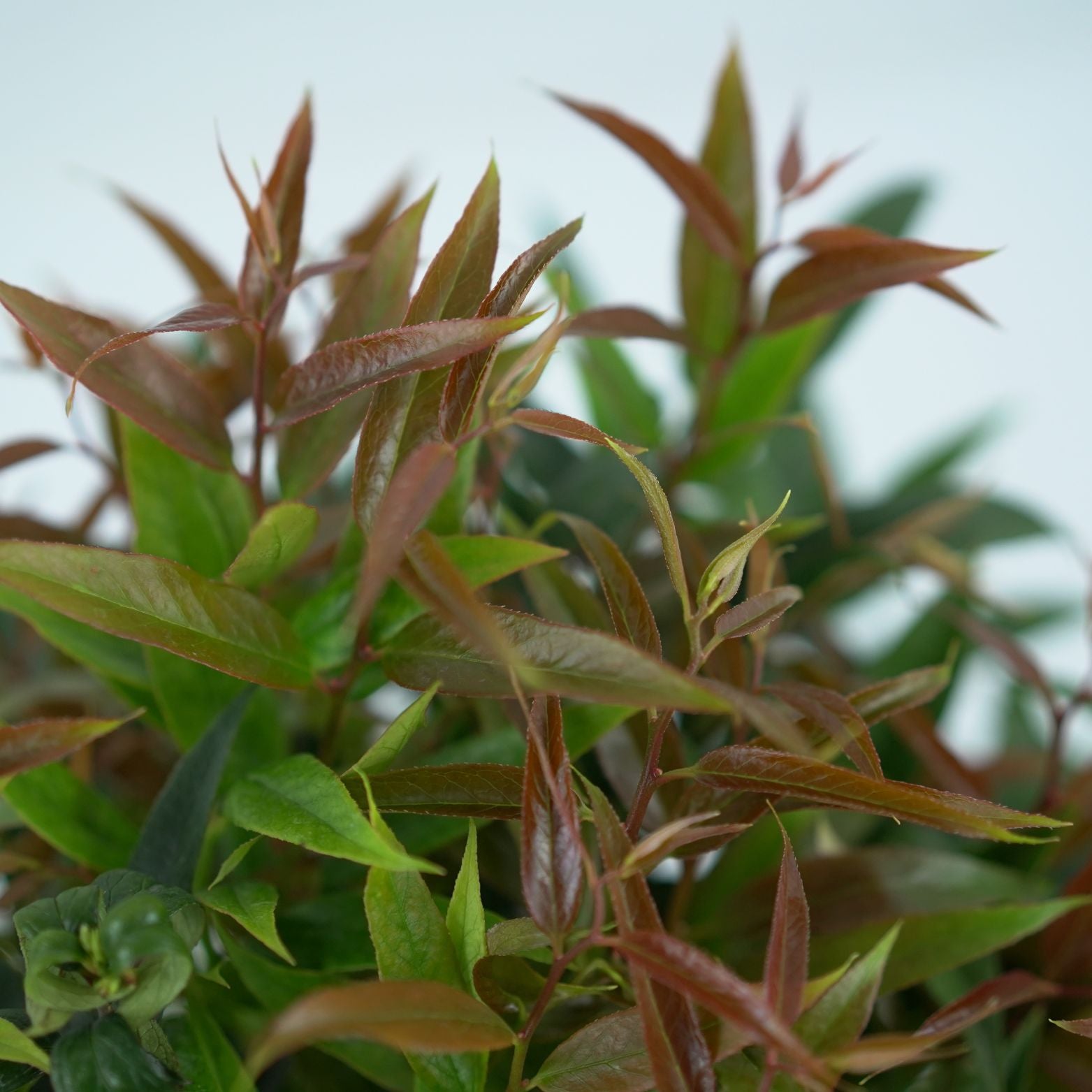 LEUCOTHOE KEISKEI 'BURNING LOVE' Kiścień japoński