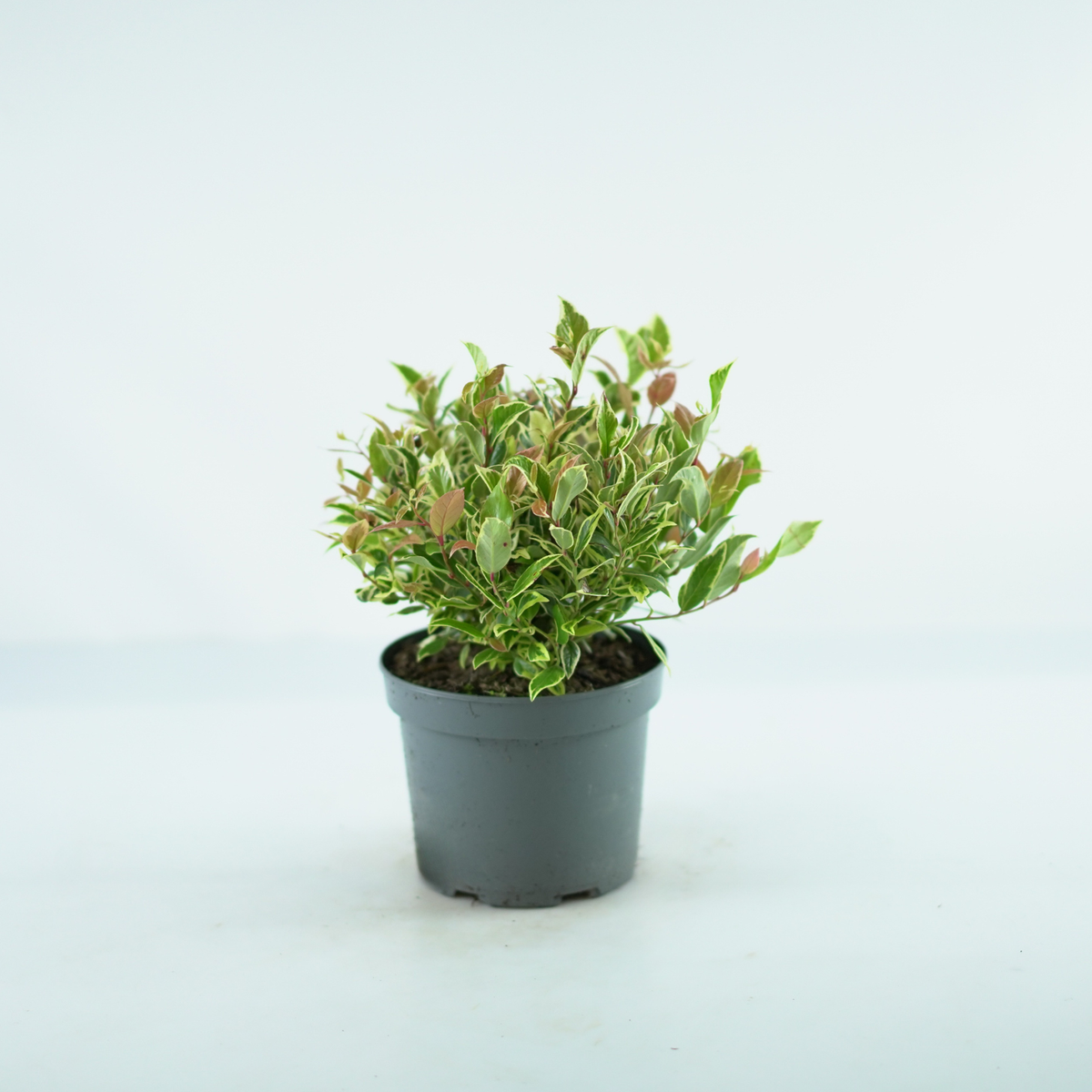 LEUCOTHOE WALTERI 'Firestar' Kiścień