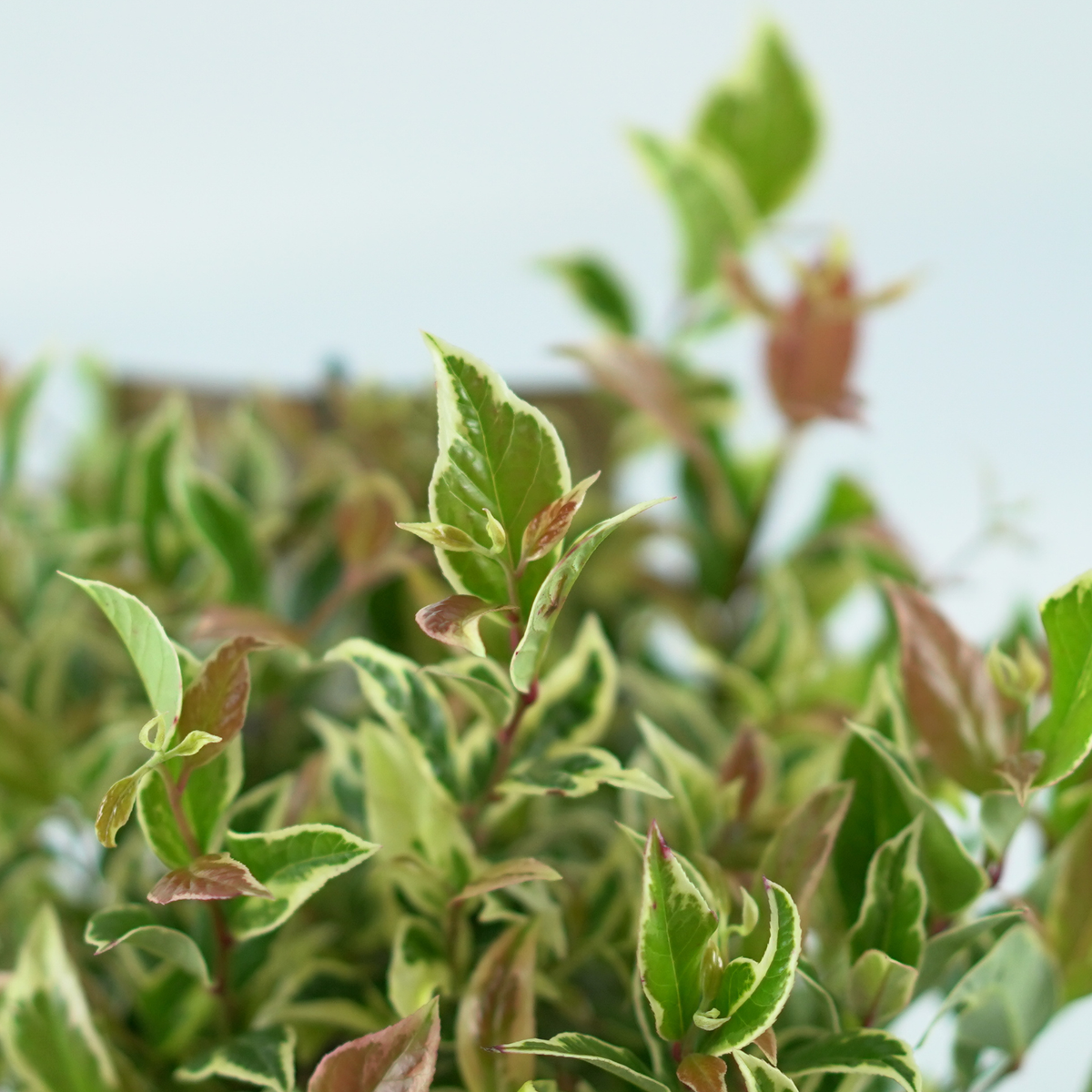 LEUCOTHOE WALTERI 'Firestar' Kiścień