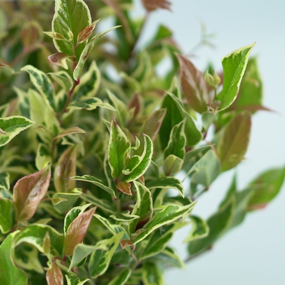LEUCOTHOE WALTERI 'Firestar' Kiścień