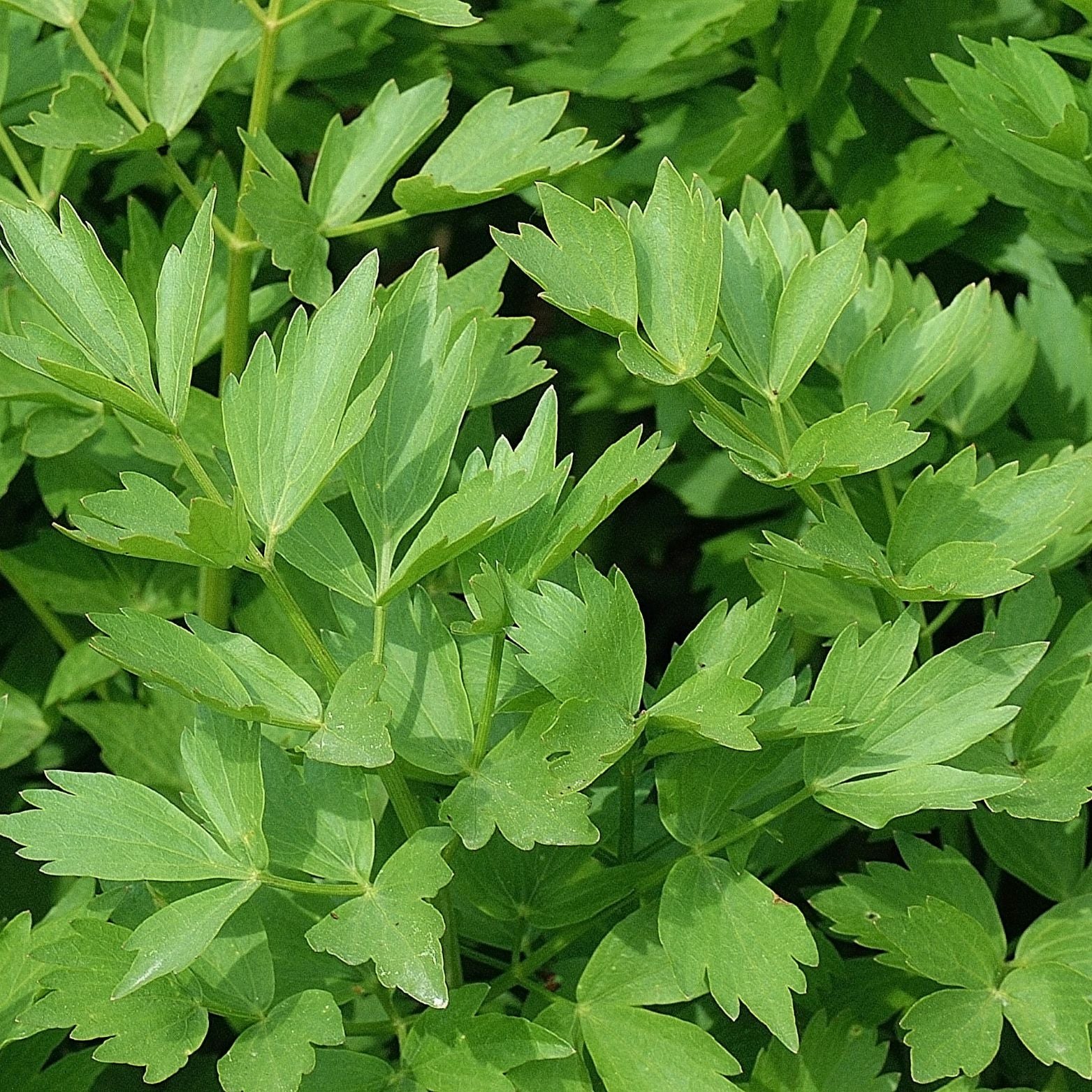 LEVISTICUM OFFICINALE Lubczyk ogrodowy