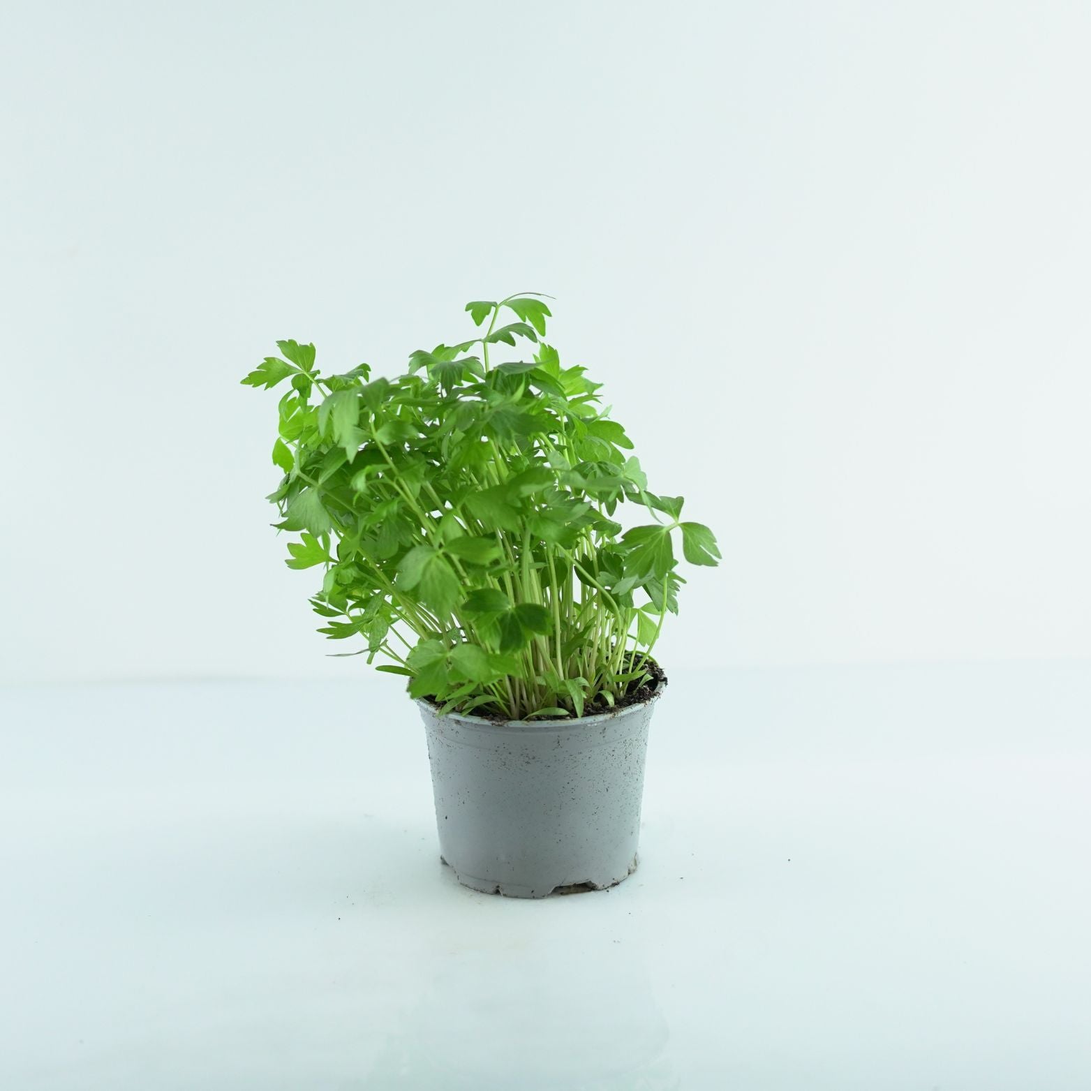 LEVISTICUM OFFICINALE Lubczyk ogrodowy
