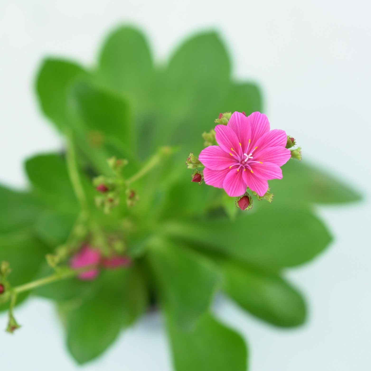 LEWISIA COTYLEDON 'ELISE' Lewizja