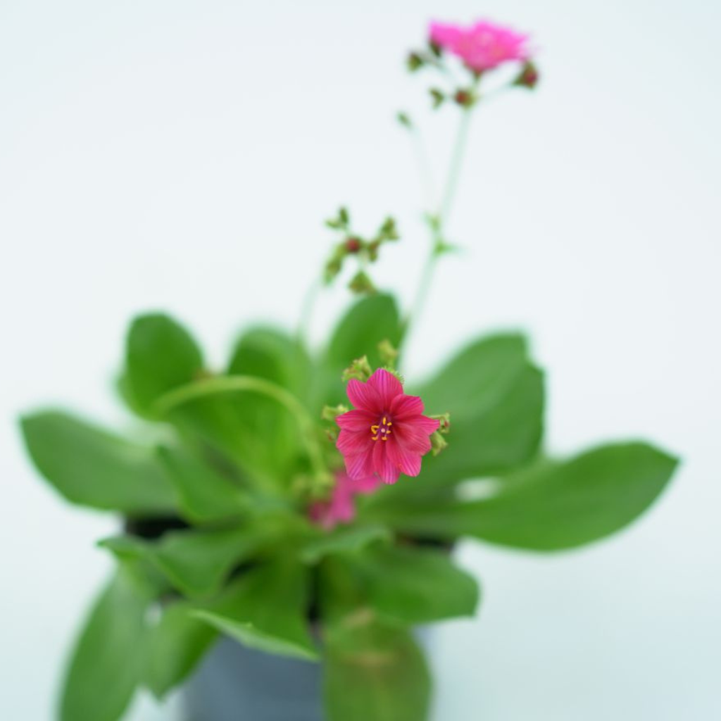 LEWISIA COTYLEDON 'ELISE' Lewizja