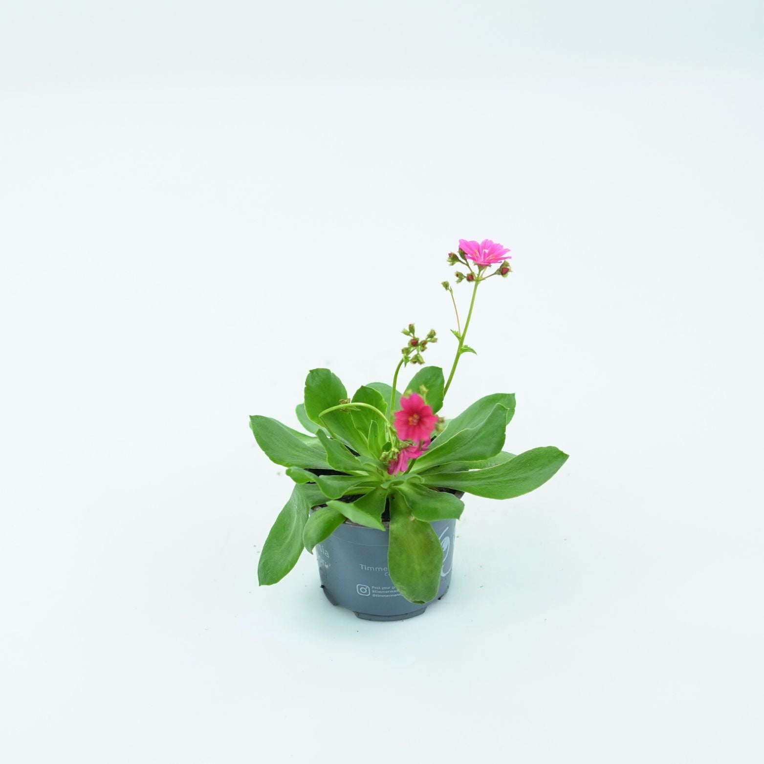 LEWISIA COTYLEDON 'ELISE' Lewizja
