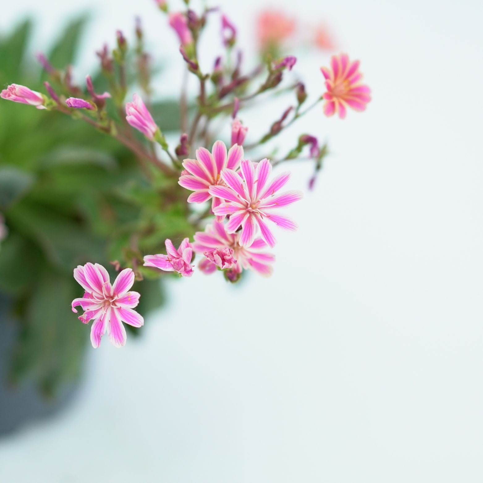 LEWISIA COTYLEDON Lewizja liścieniowa