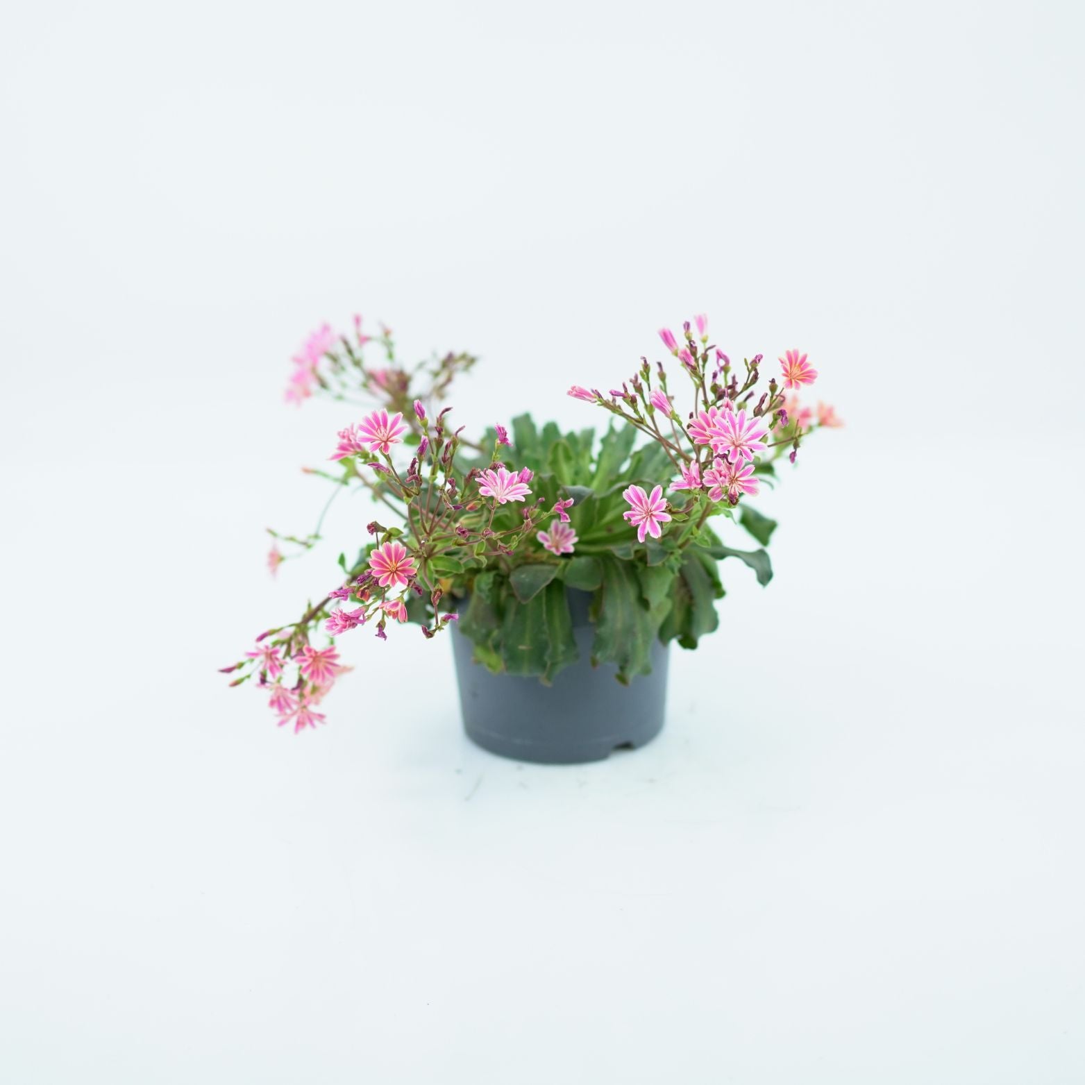 LEWISIA COTYLEDON Lewizja liścieniowa