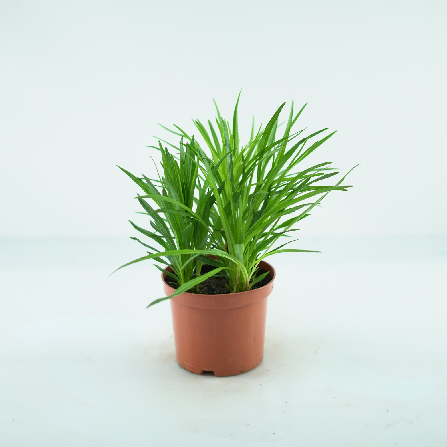 LIATRIS SPICATA Liatra kłosowa