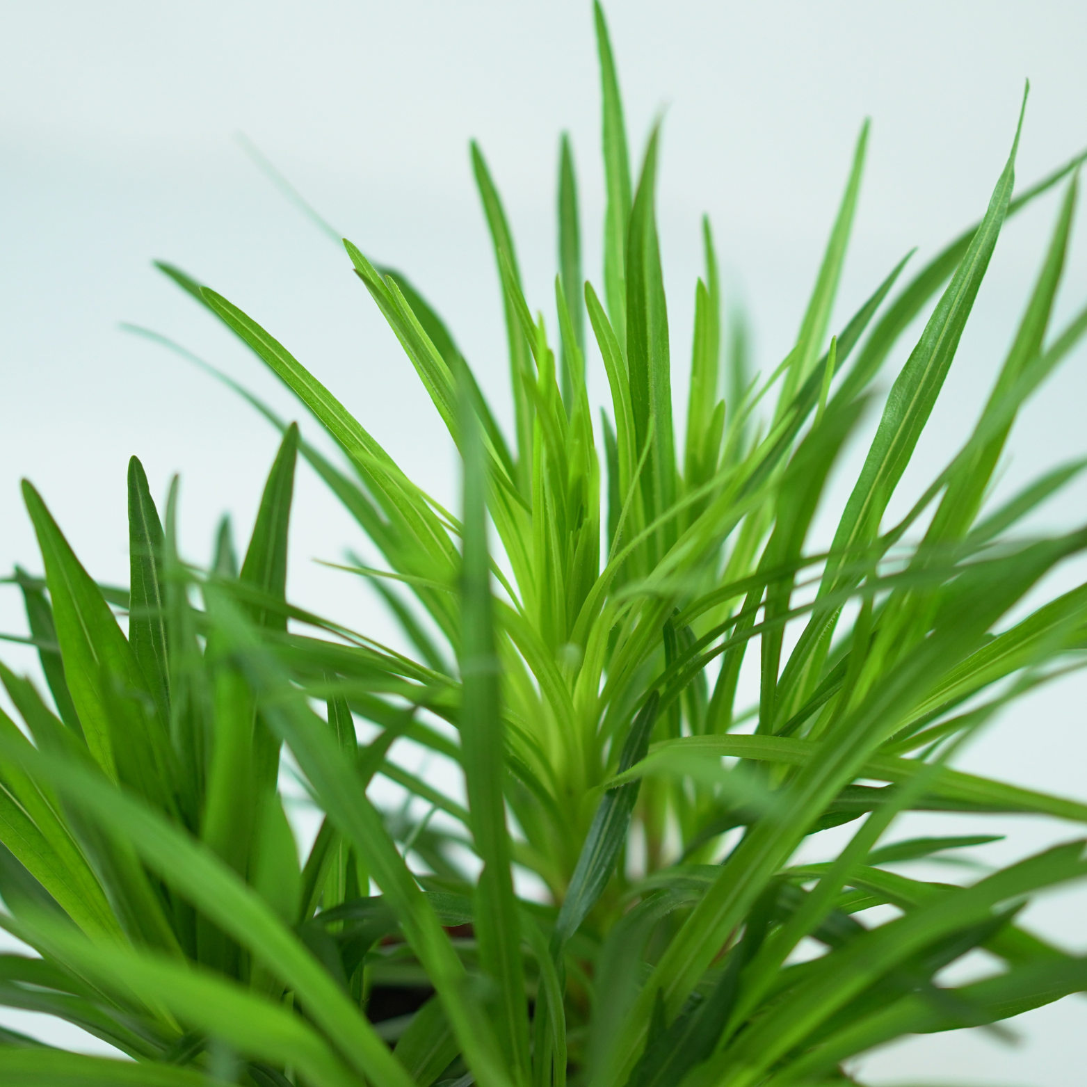 LIATRIS SPICATA Liatra kłosowa