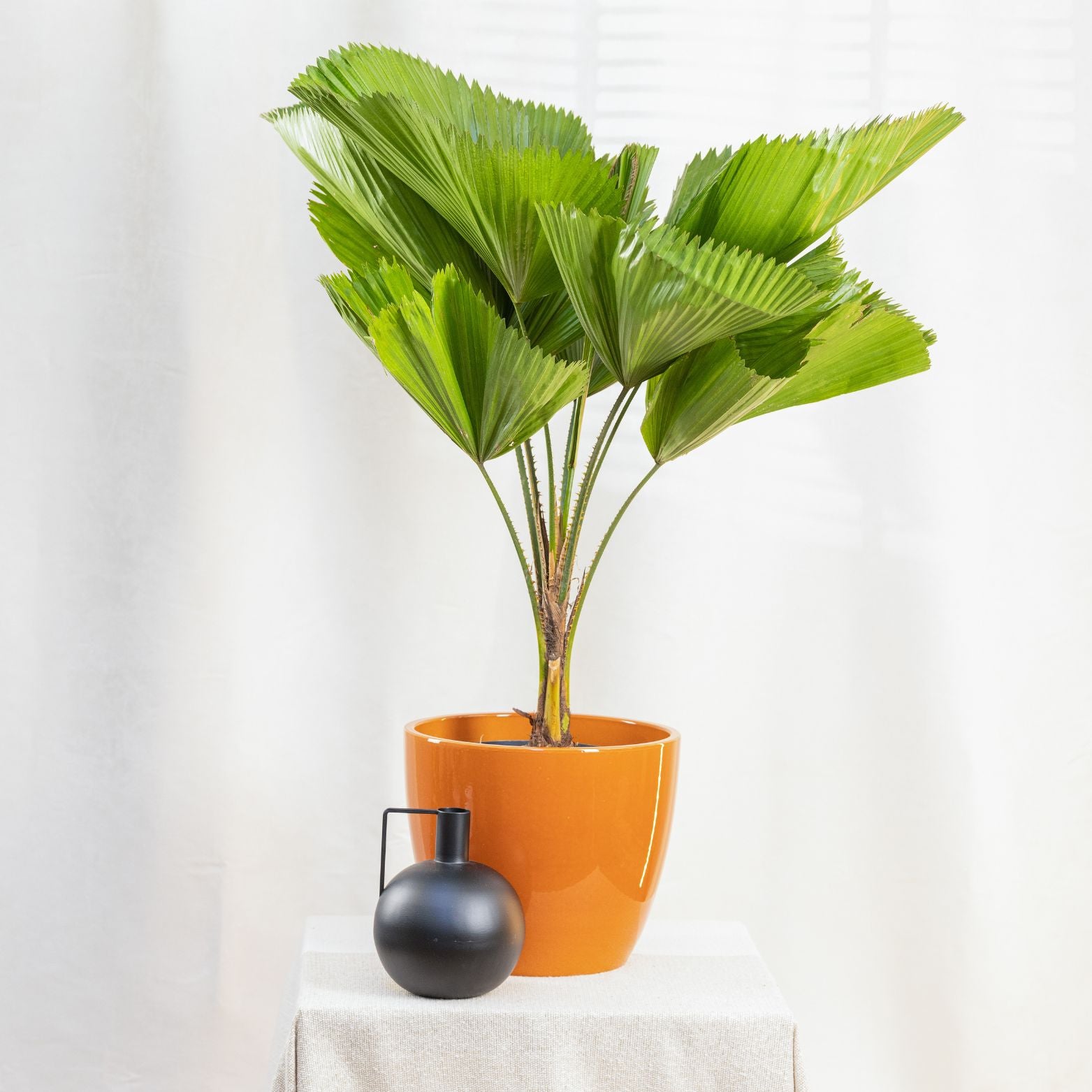 LICUALA GRANDIS Wachlarzownica wyniosła