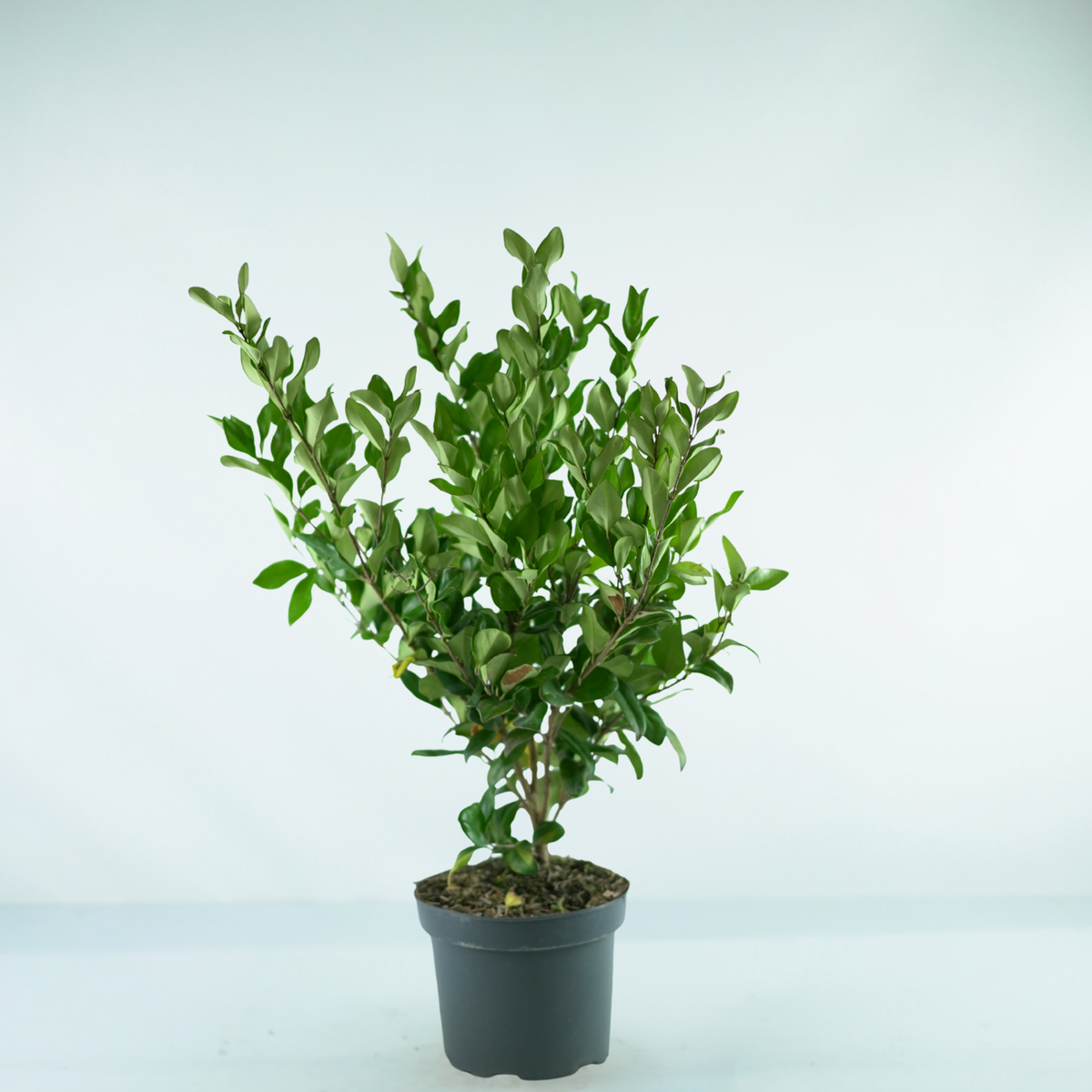 LIGUSTRUM JAPONICUM 'Texanum' Ligustr Japoński