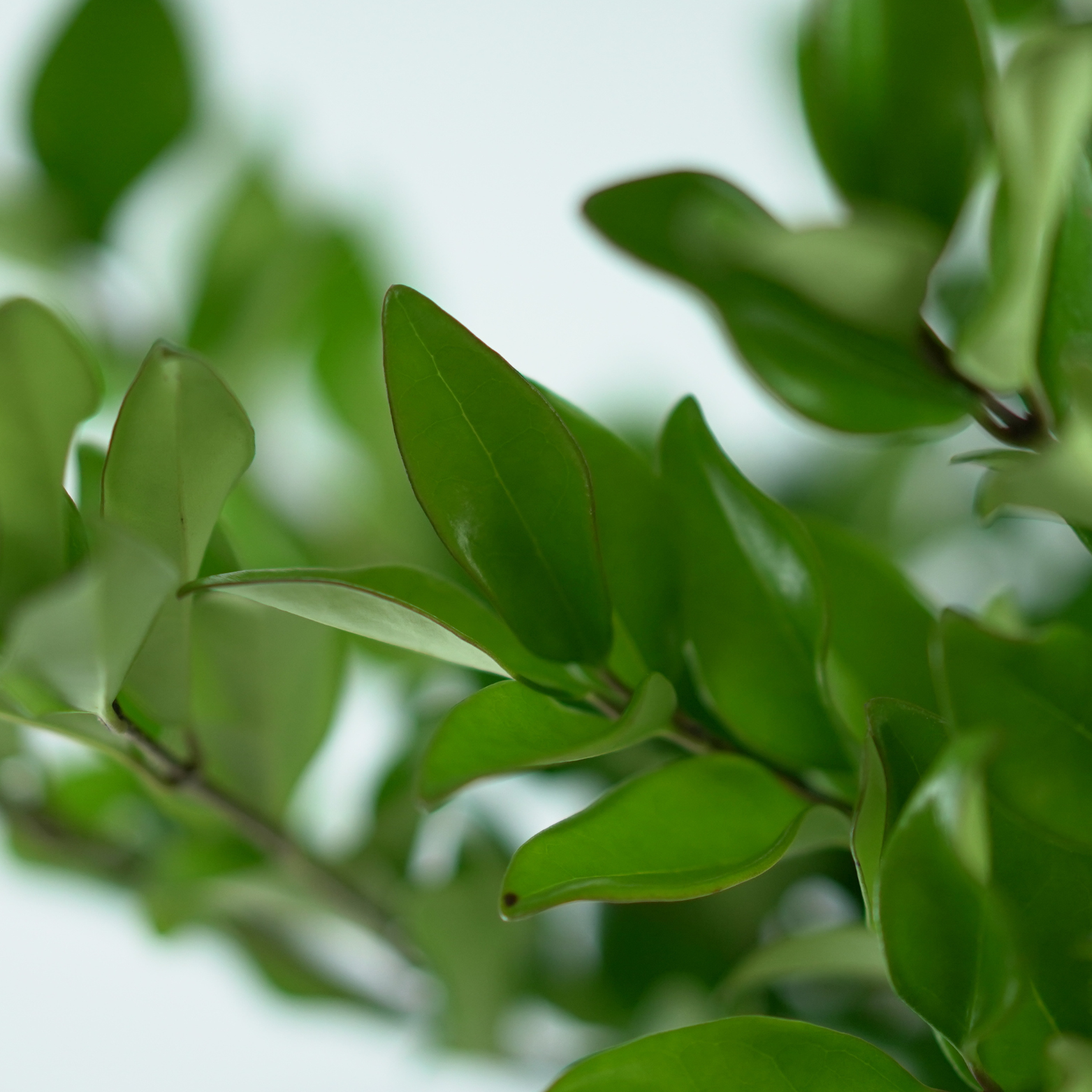 LIGUSTRUM JAPONICUM 'Texanum' Ligustr Japoński