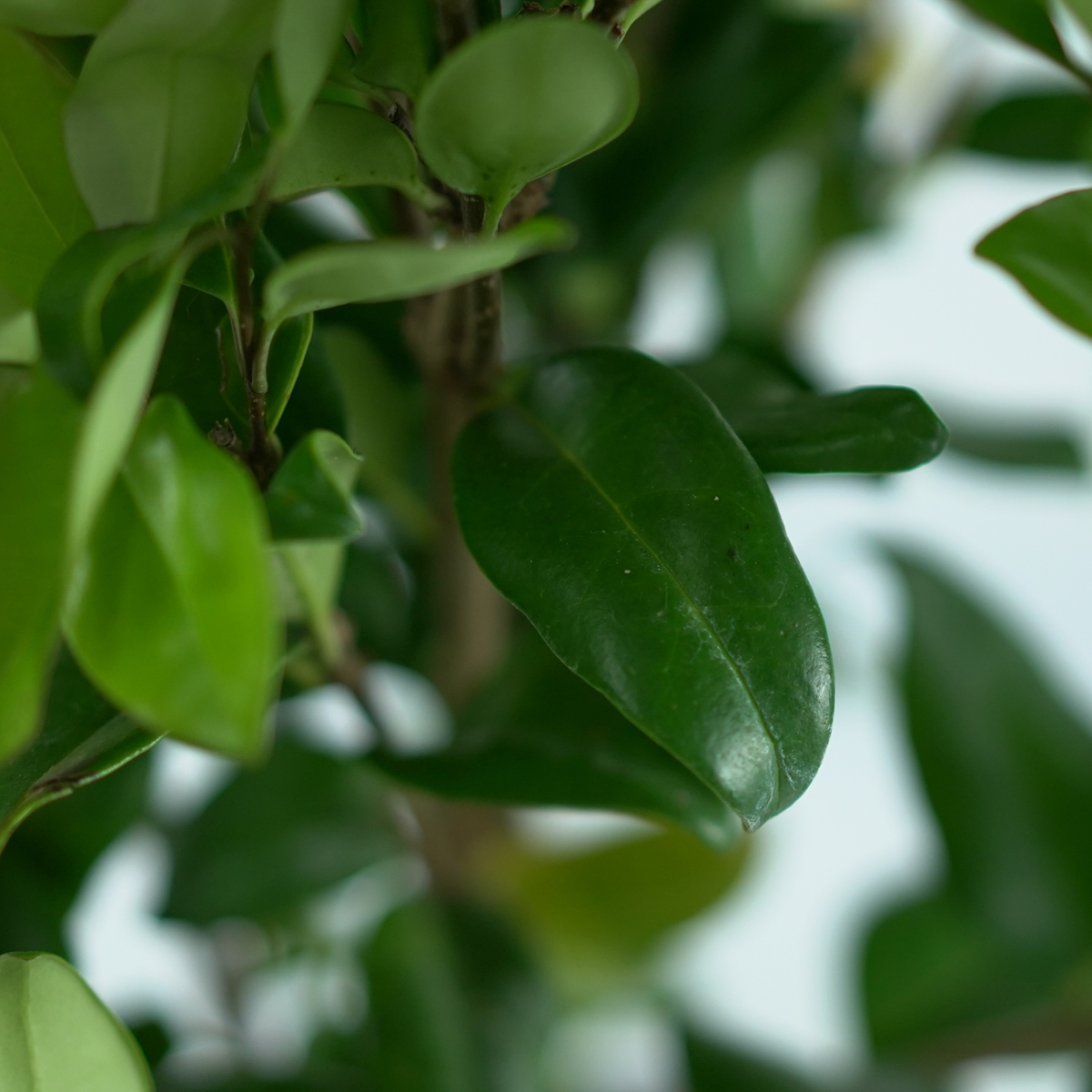 LIGUSTRUM JAPONICUM 'Texanum' Ligustr Japoński