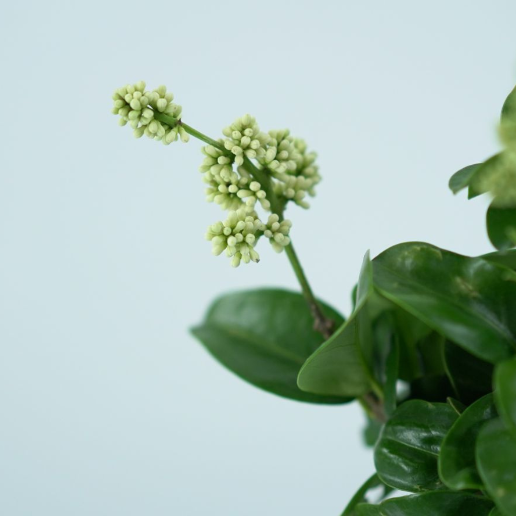 LIGUSTRUM JAPONICUM 'ROTUNDIFOLIUM' Ligustr Japoński
