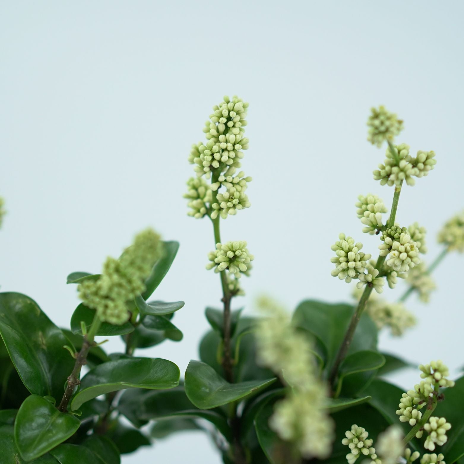 LIGUSTRUM JAPONICUM 'ROTUNDIFOLIUM' Ligustr Japoński