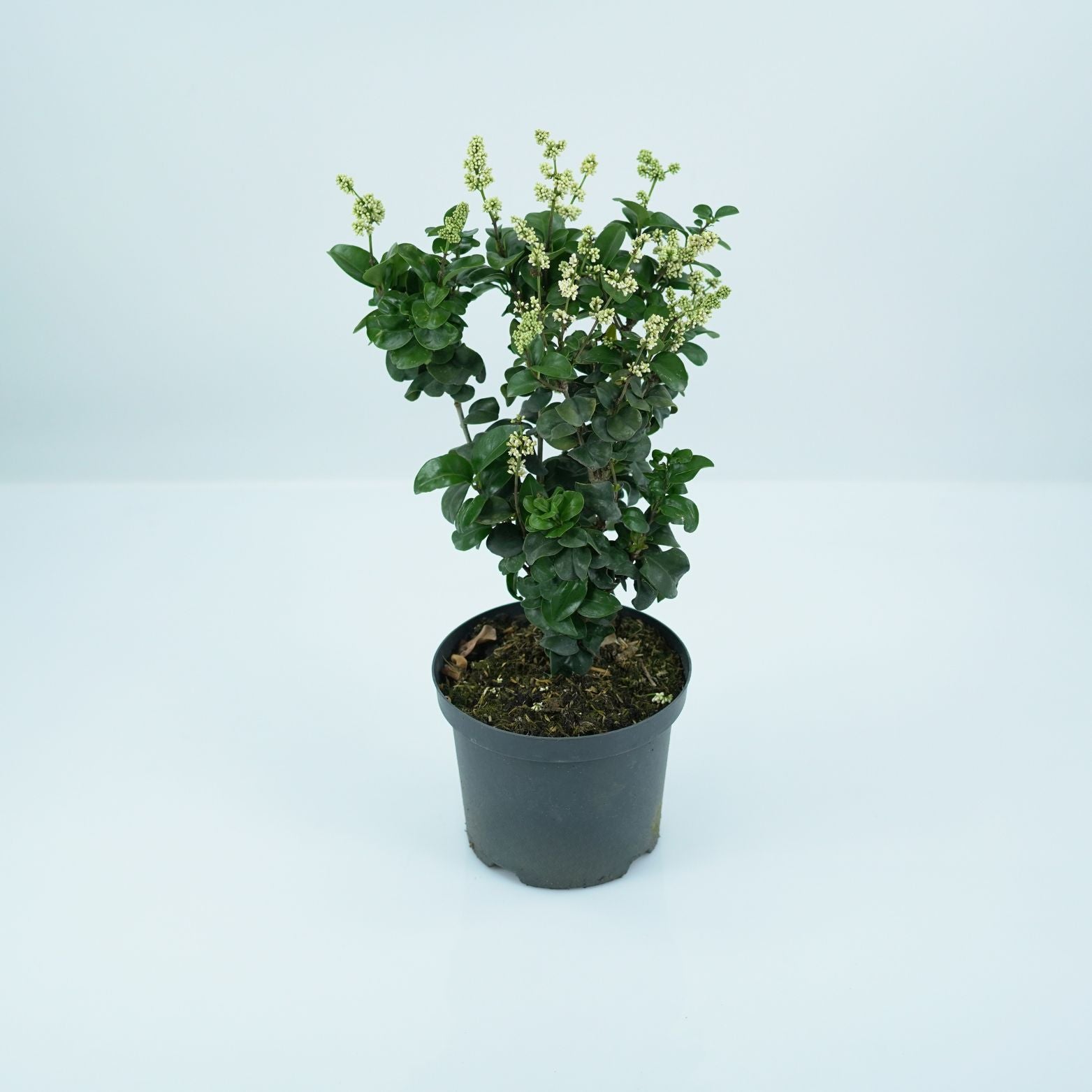 LIGUSTRUM JAPONICUM 'ROTUNDIFOLIUM' Ligustr Japoński