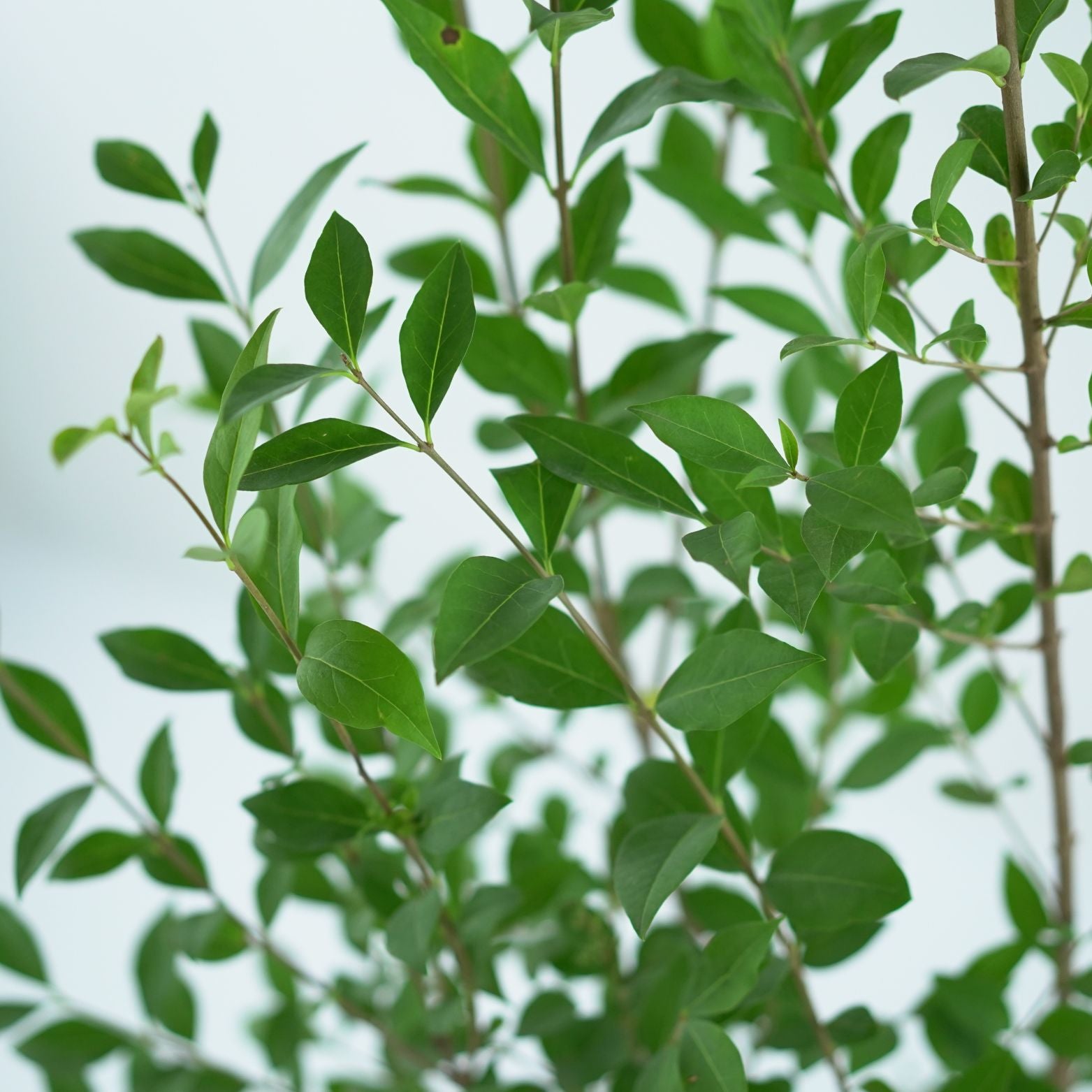 LIGUSTRUM OVALIFOLIUM Ligustr jajolistny