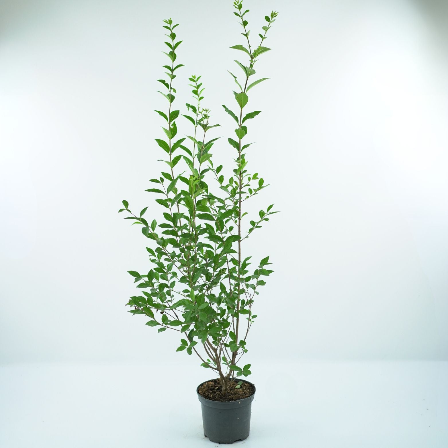 LIGUSTRUM OVALIFOLIUM Ligustr jajolistny