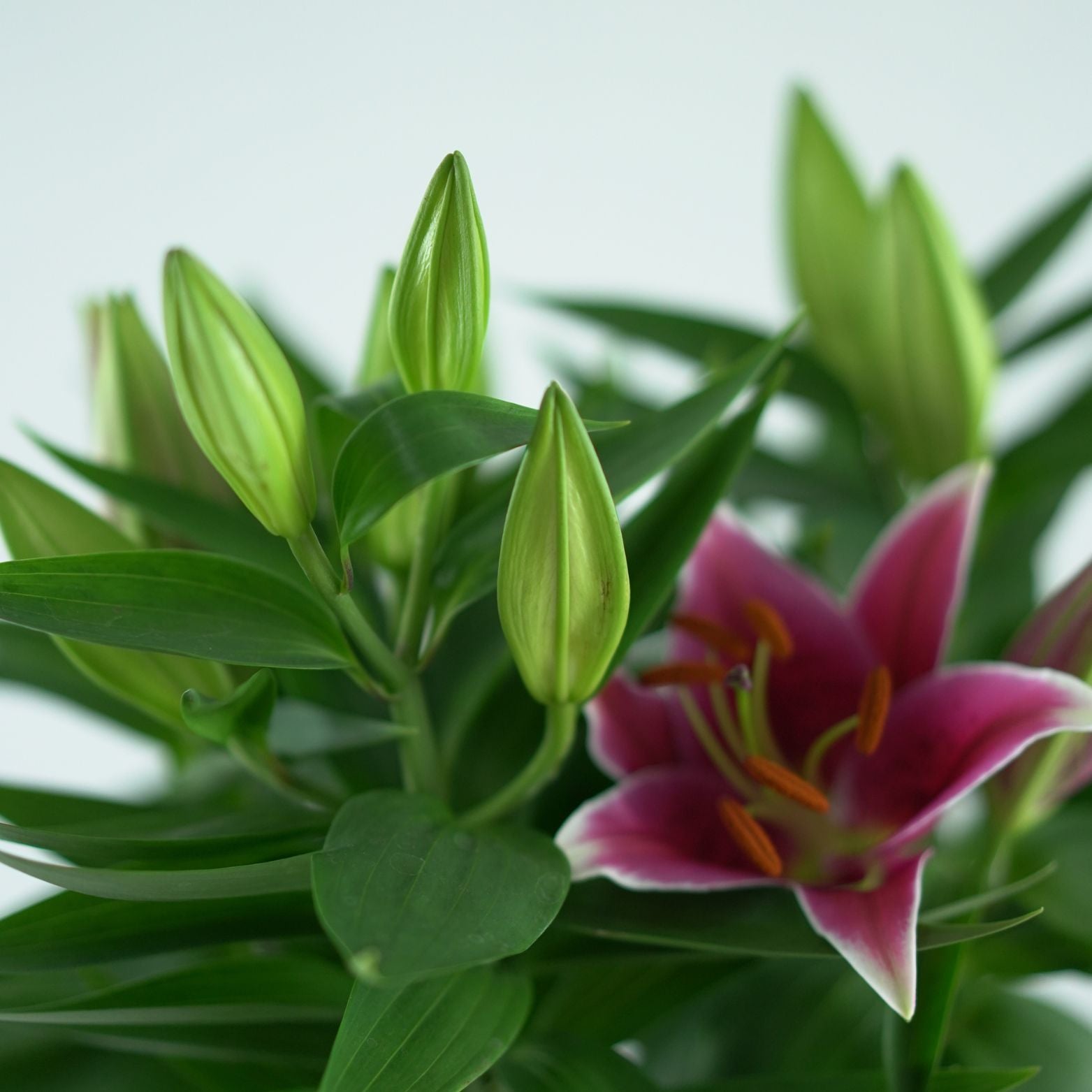 LILIUM ORIENTALE Lilia