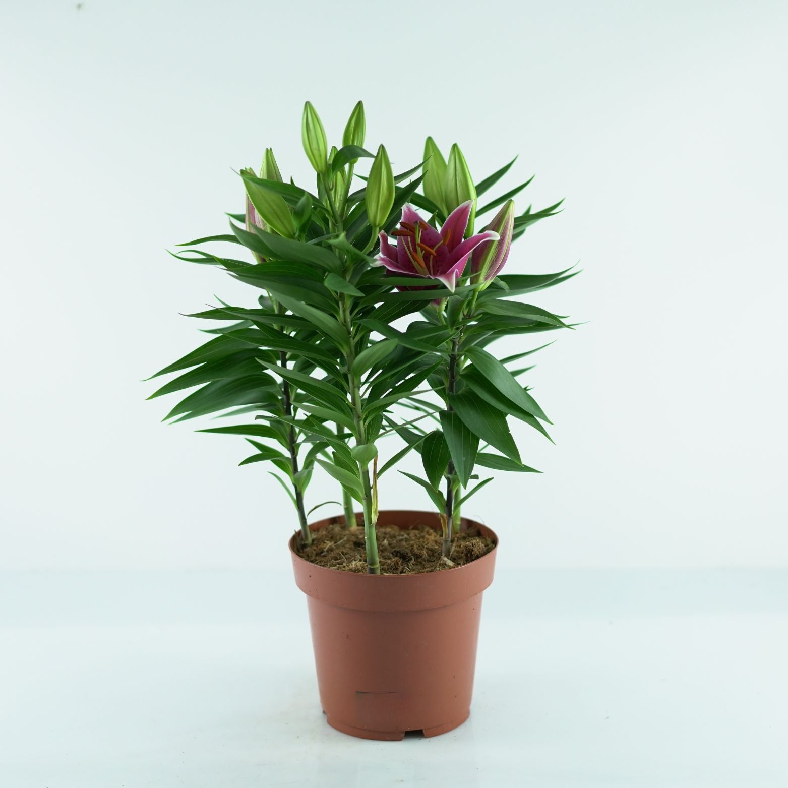 LILIUM ORIENTALE Lilia