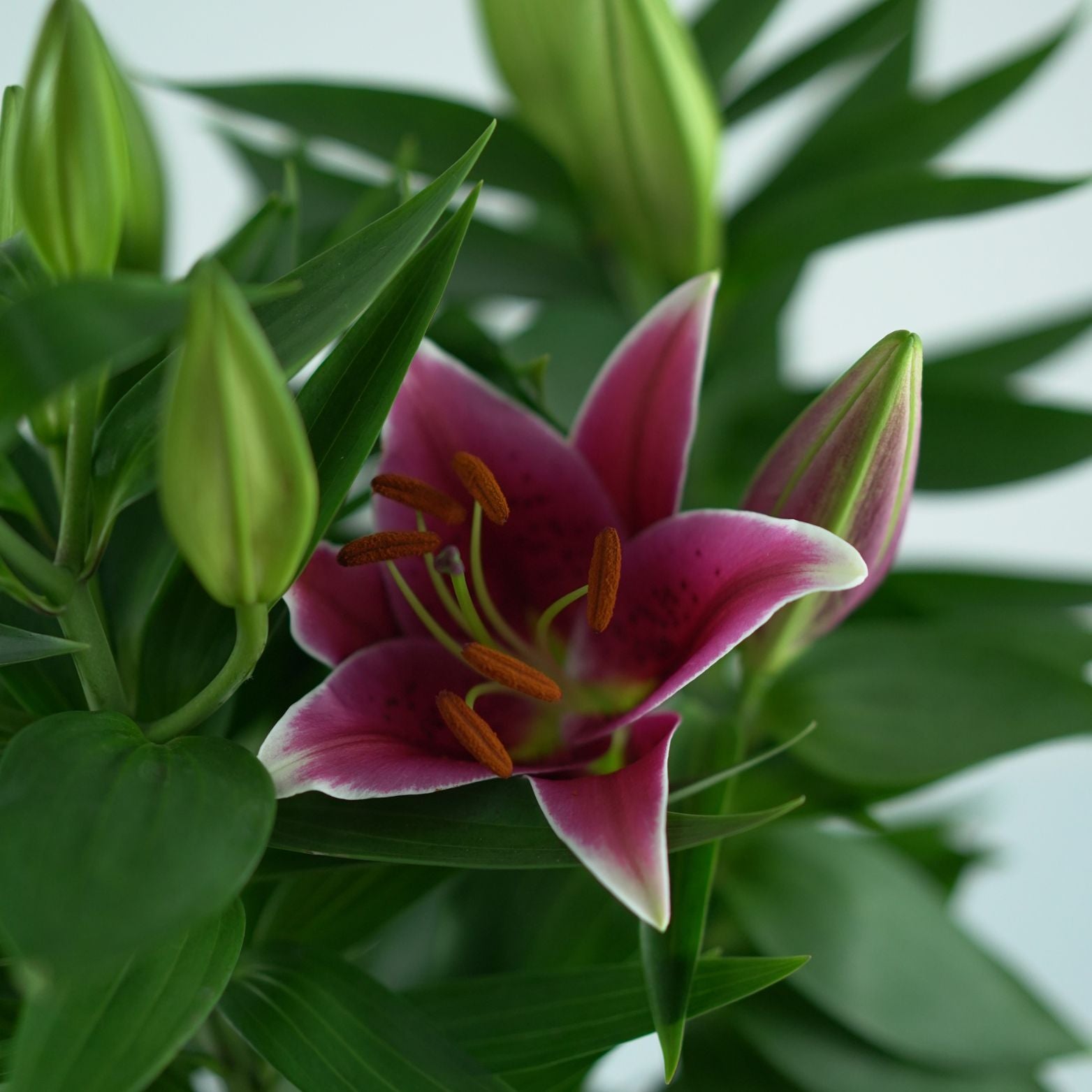 LILIUM ORIENTALE Lilia
