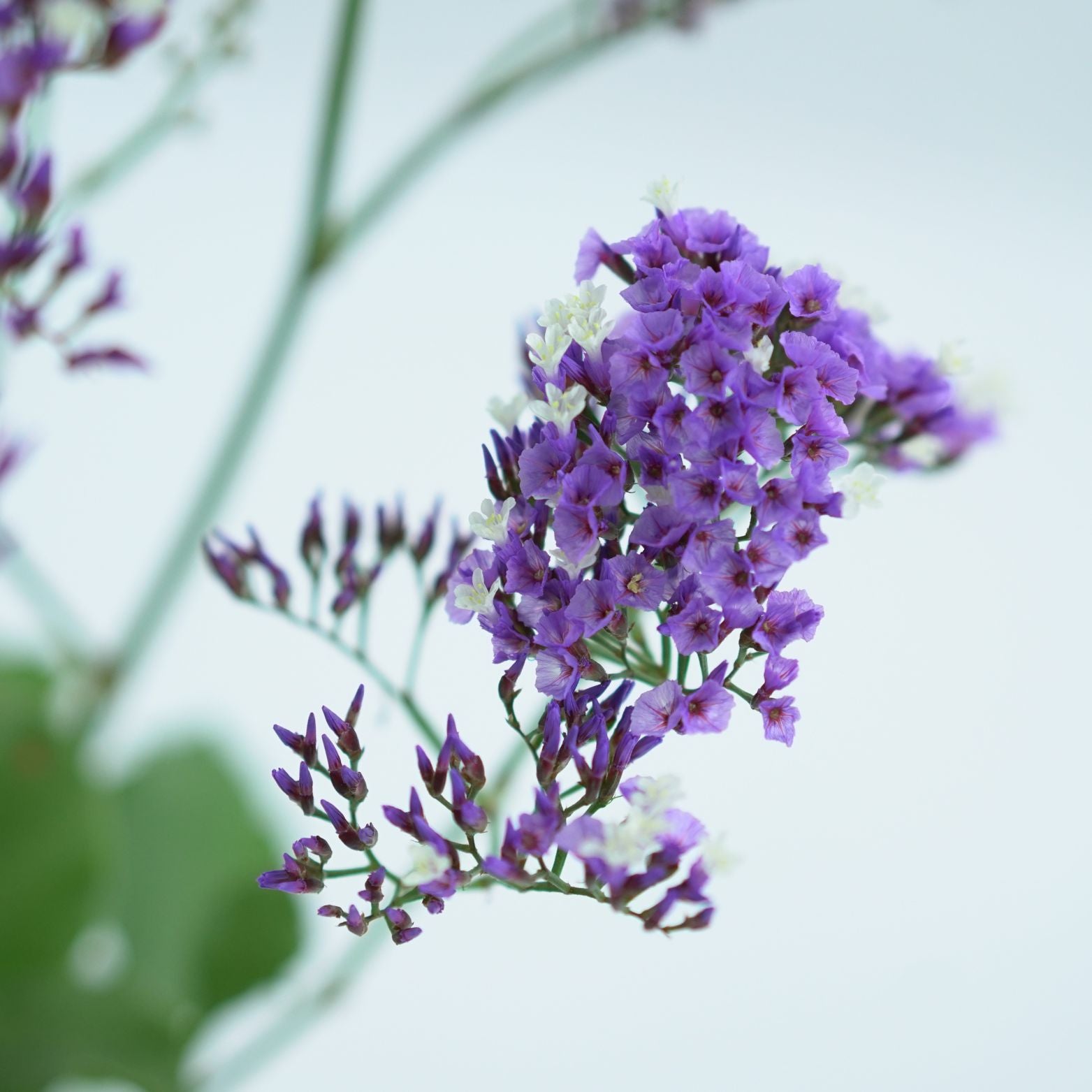 LIMONIUM Zatrwian