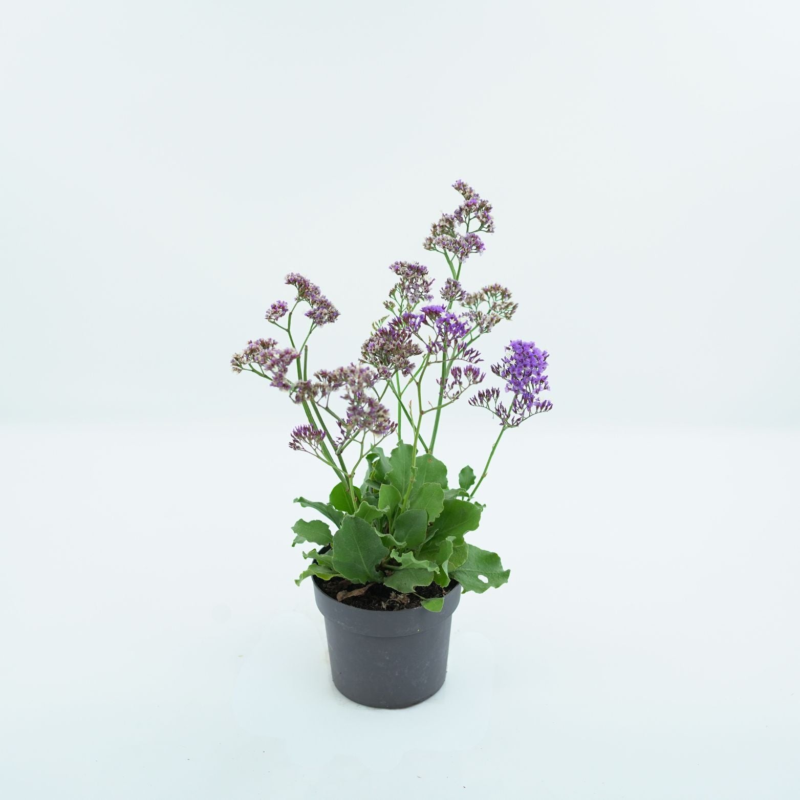 LIMONIUM Zatrwian