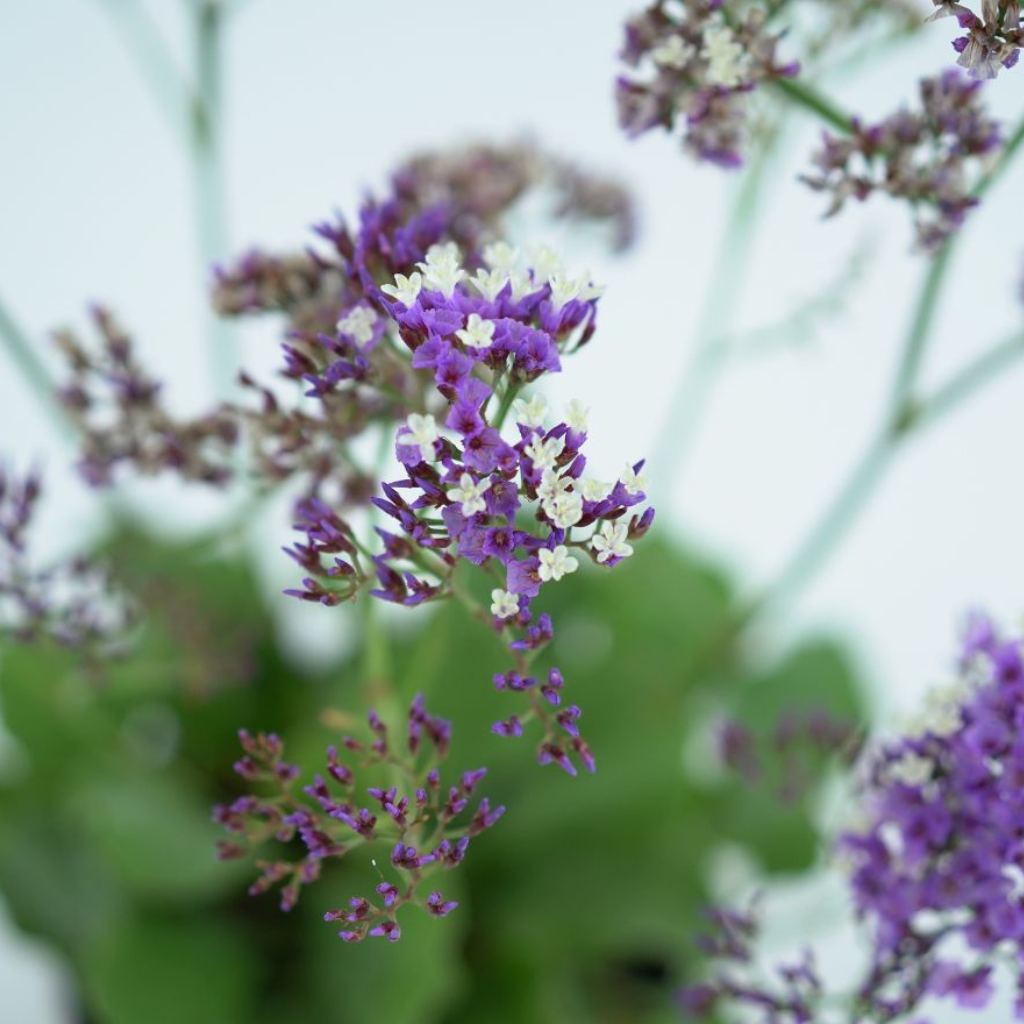 LIMONIUM Zatrwian