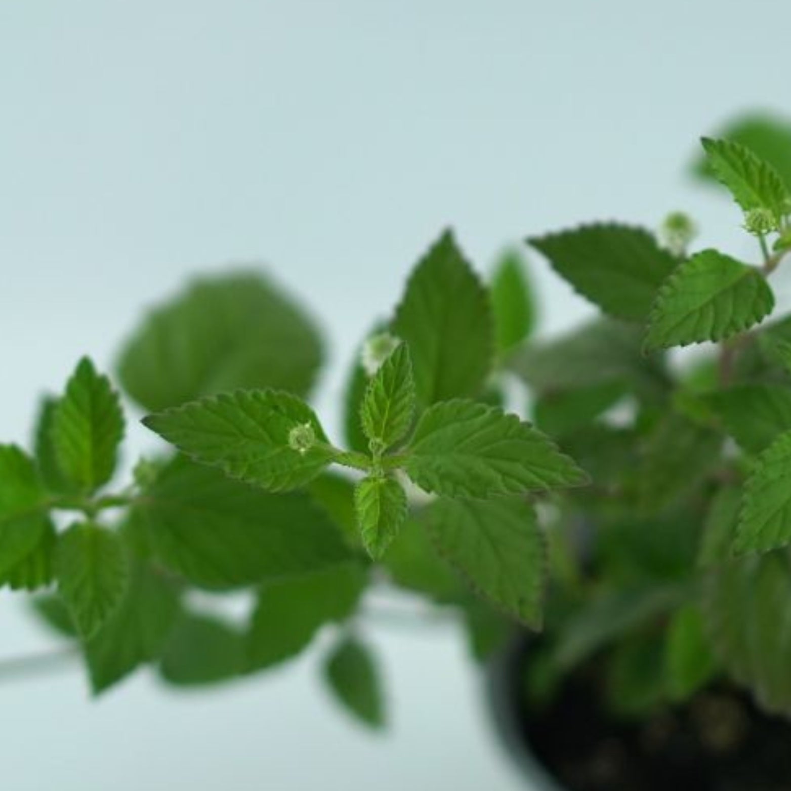 LIPPIA DULCIS Lippia słodka