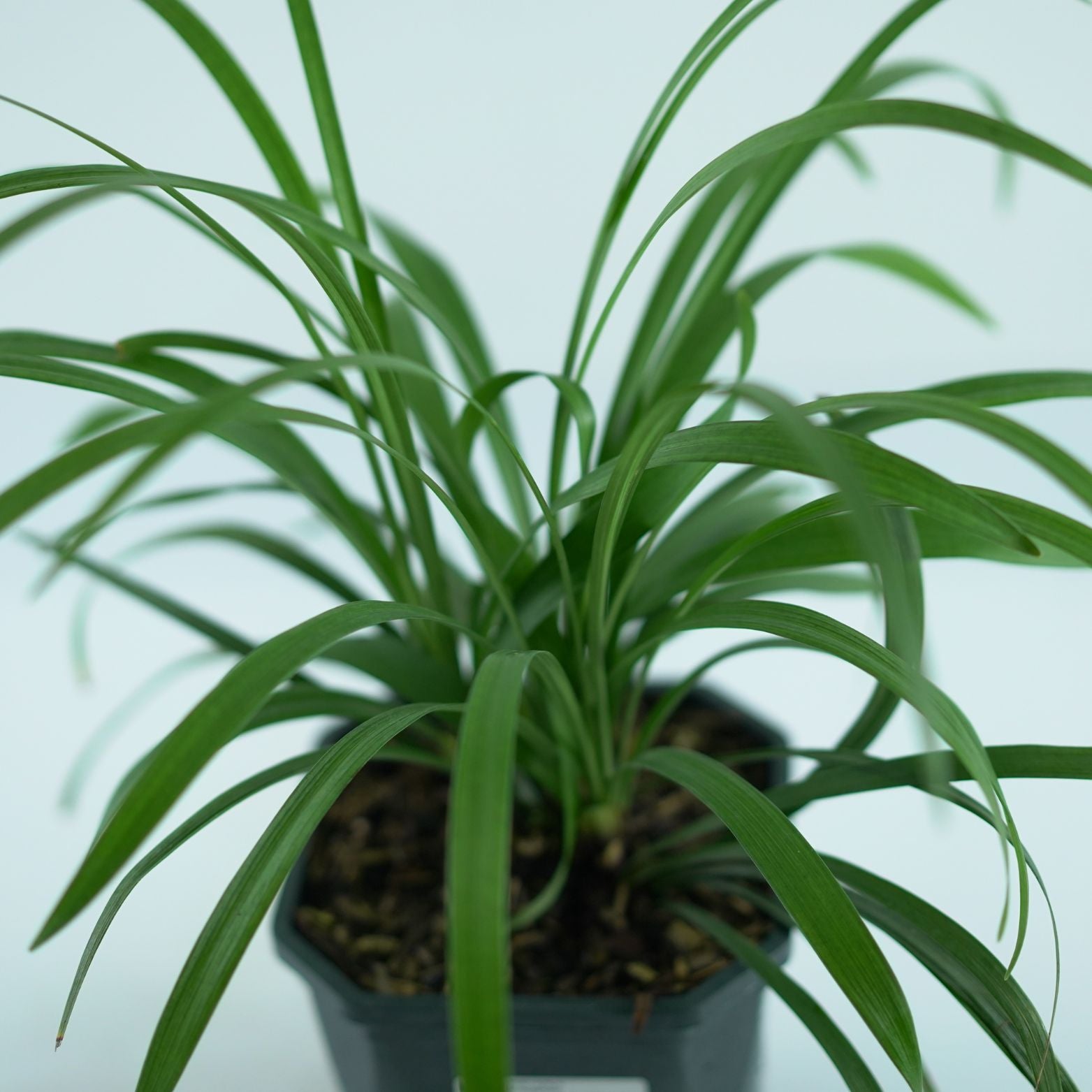 LIRIOPE MUSCARI 'Royal Purple' Liriope szafirkowata