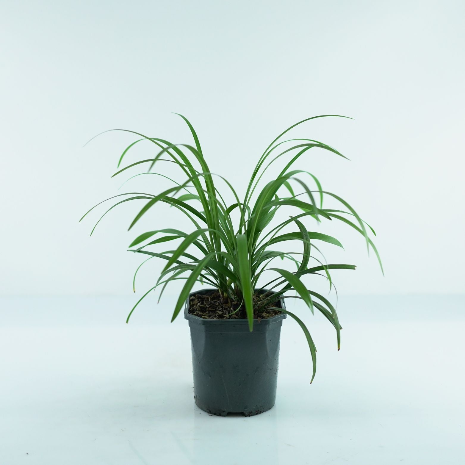 LIRIOPE MUSCARI 'Royal Purple' Liriope szafirkowata