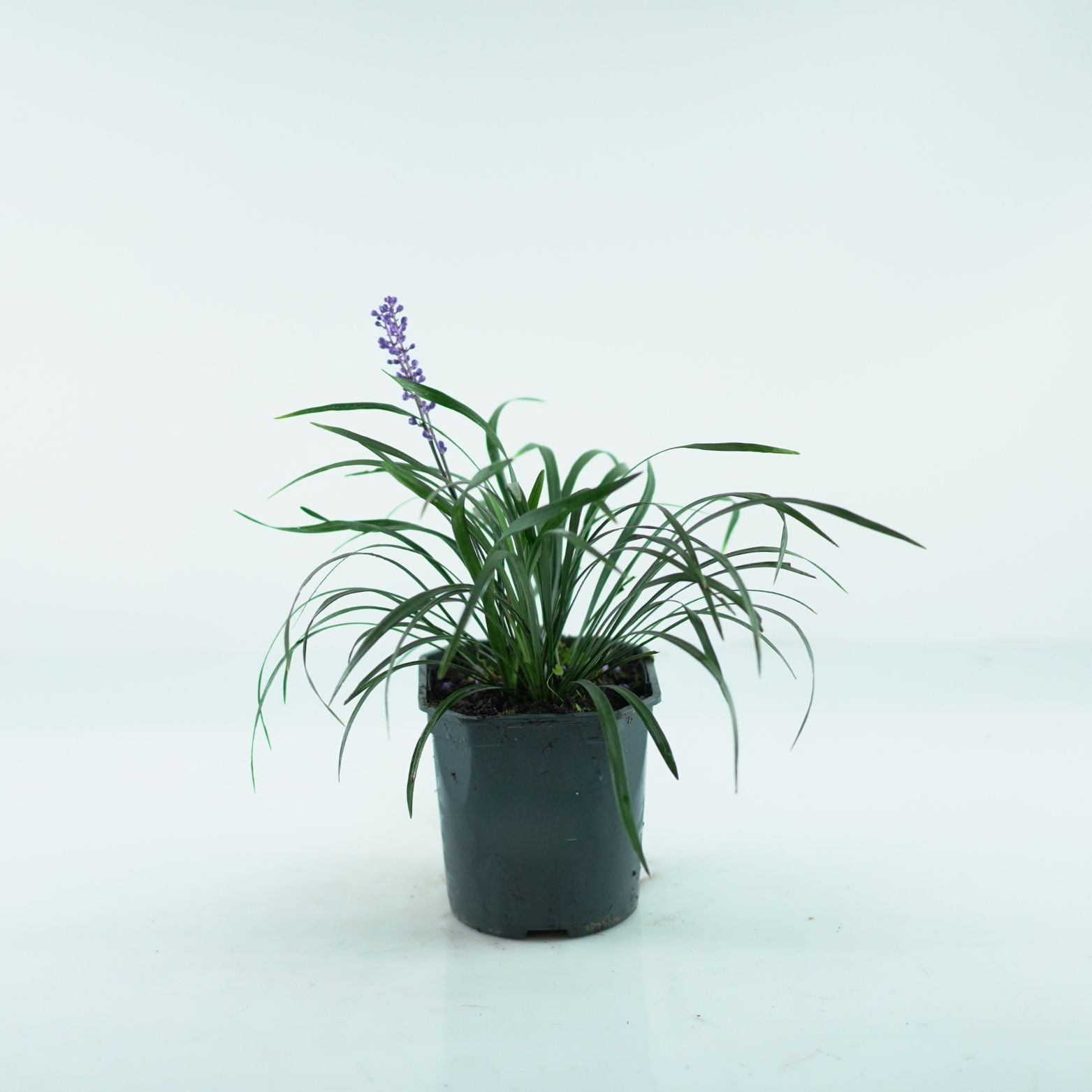 LIRIOPE MUSCARI 'Moneymarker' Liriope szafirkowata