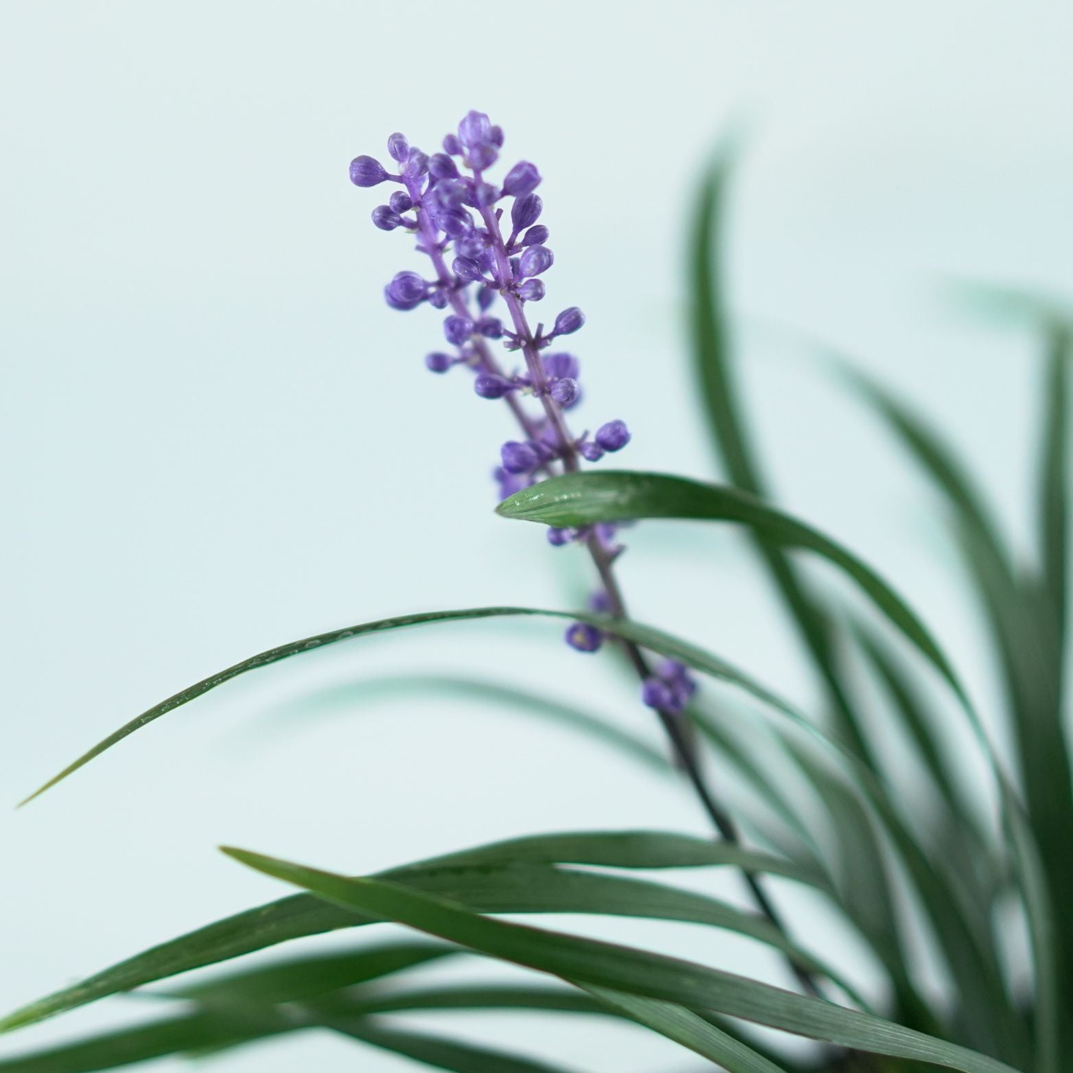 LIRIOPE MUSCARI 'Moneymarker' Liriope szafirkowata