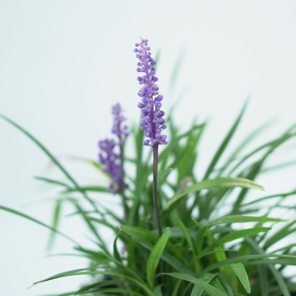 LIRIOPE MUSCARI Liriope szafirkowata