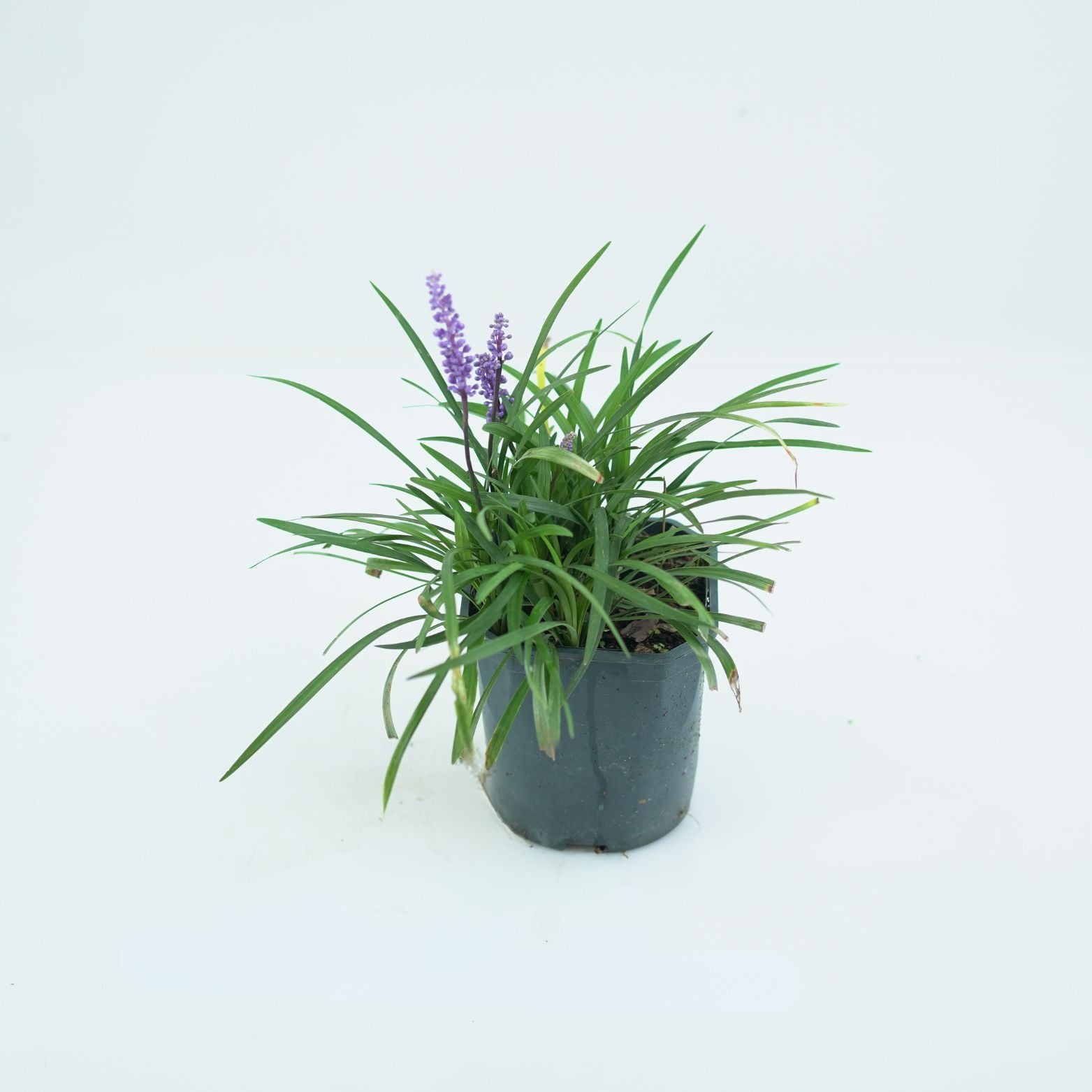 LIRIOPE MUSCARI Liriope szafirkowata