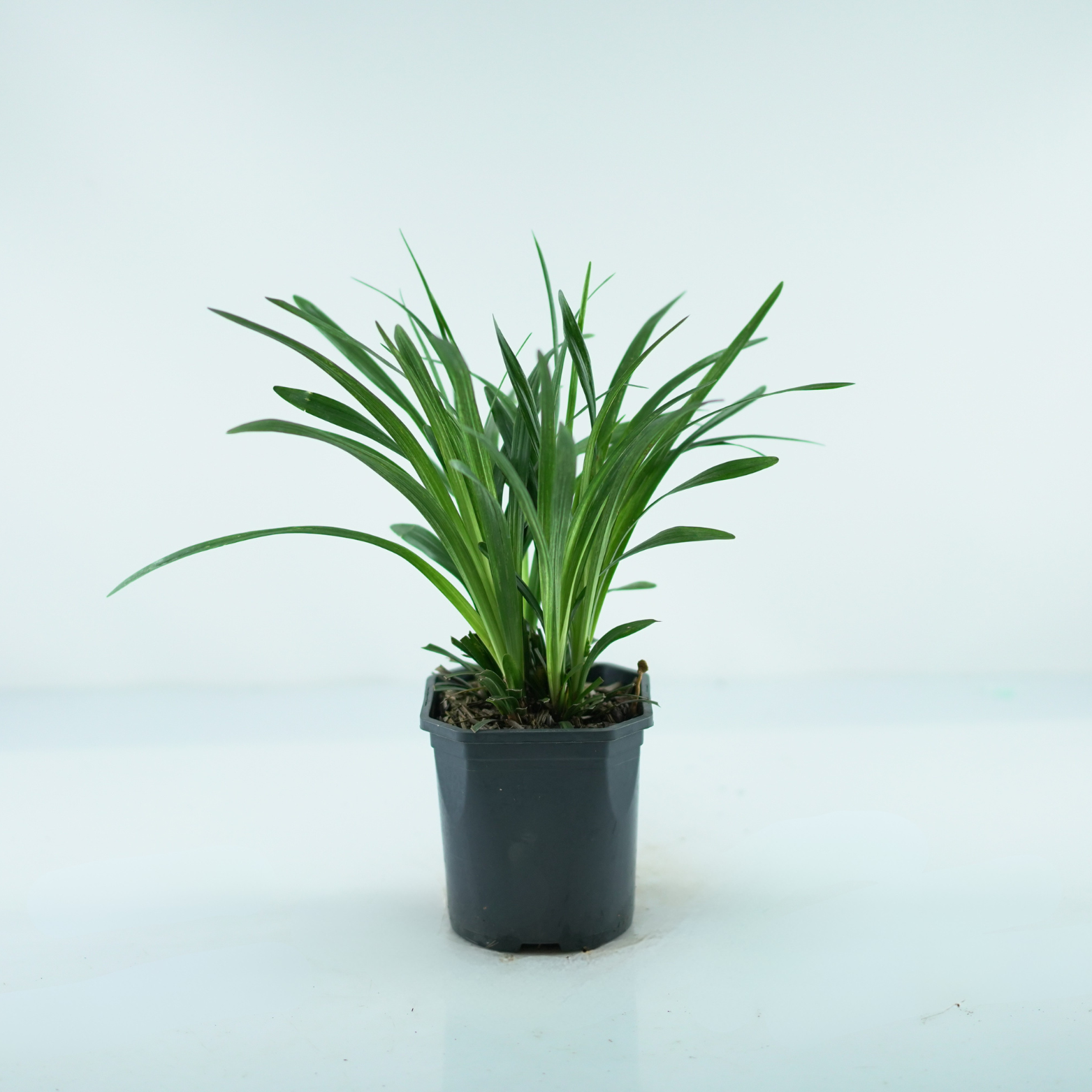 LIRIOPE MUSCARI 'Royal Purple' Liriope szafirkowata