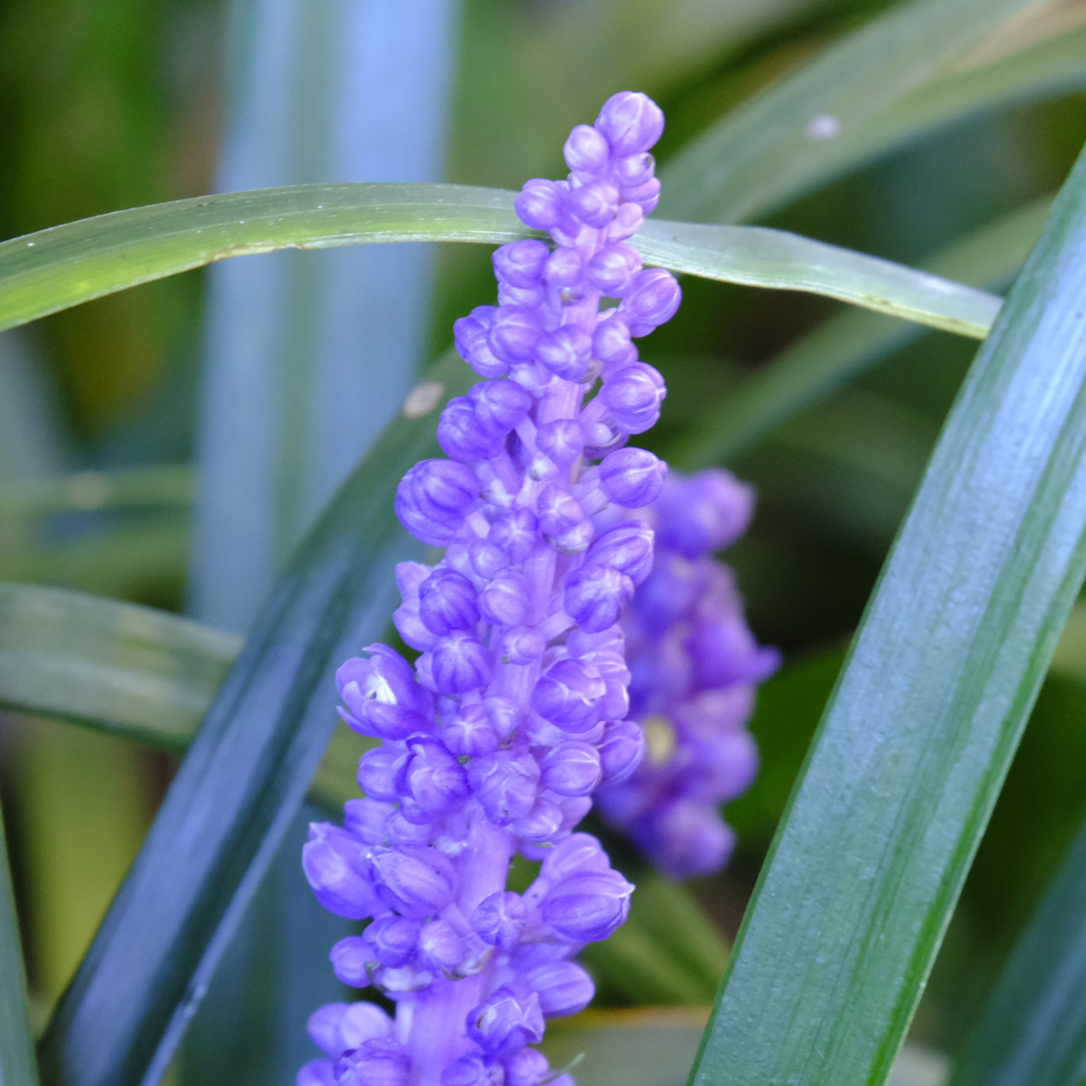LIRIOPE MUSCARI 'Royal Purple' Liriope szafirkowata