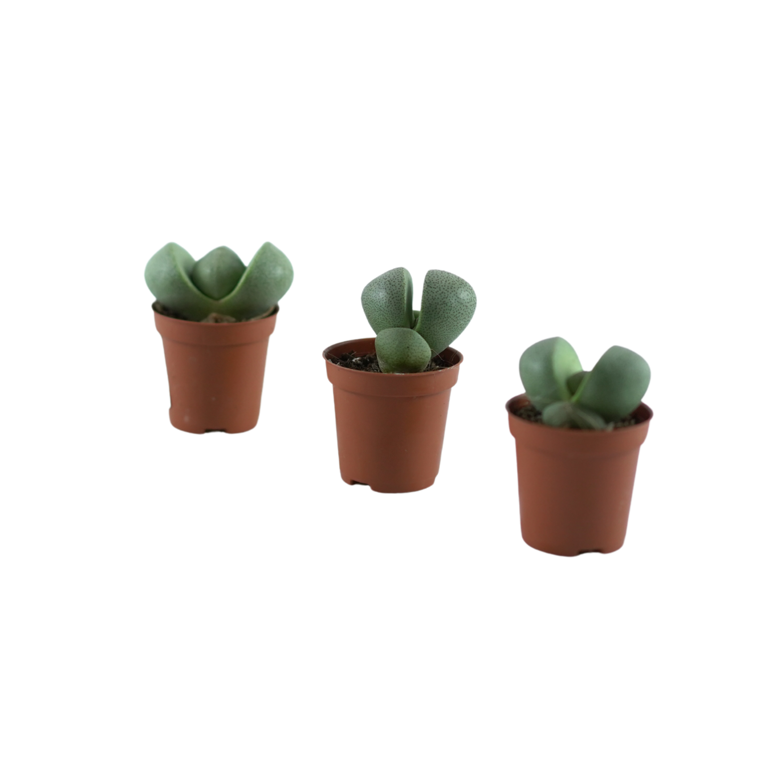 LITHOPS Żywe kamienie
