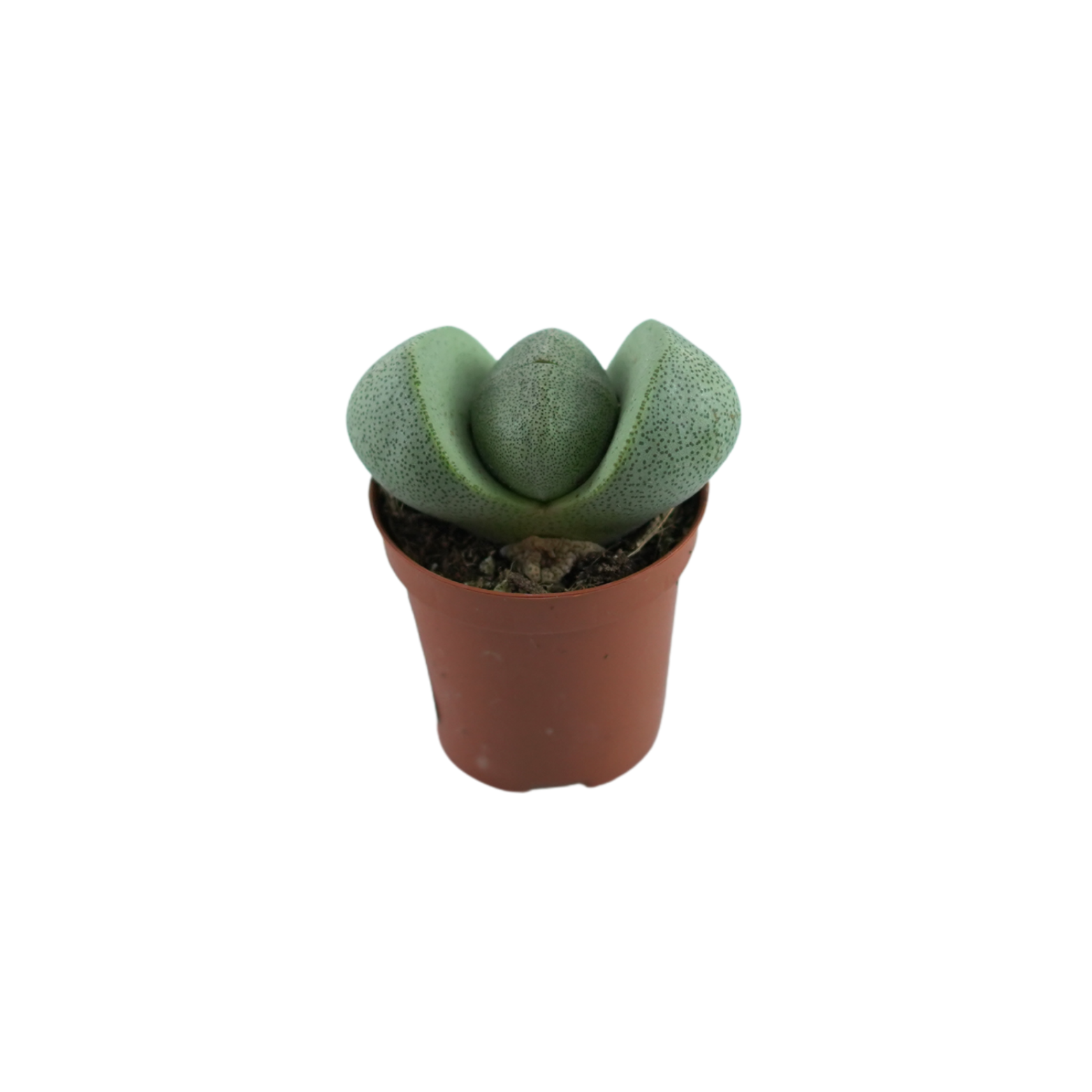 LITHOPS Żywe kamienie