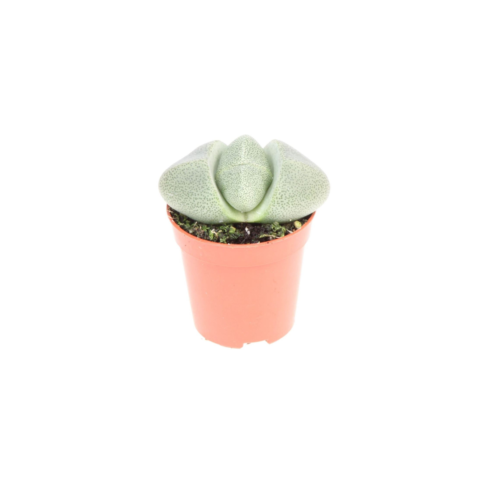 LITHOPS Żywe kamienie