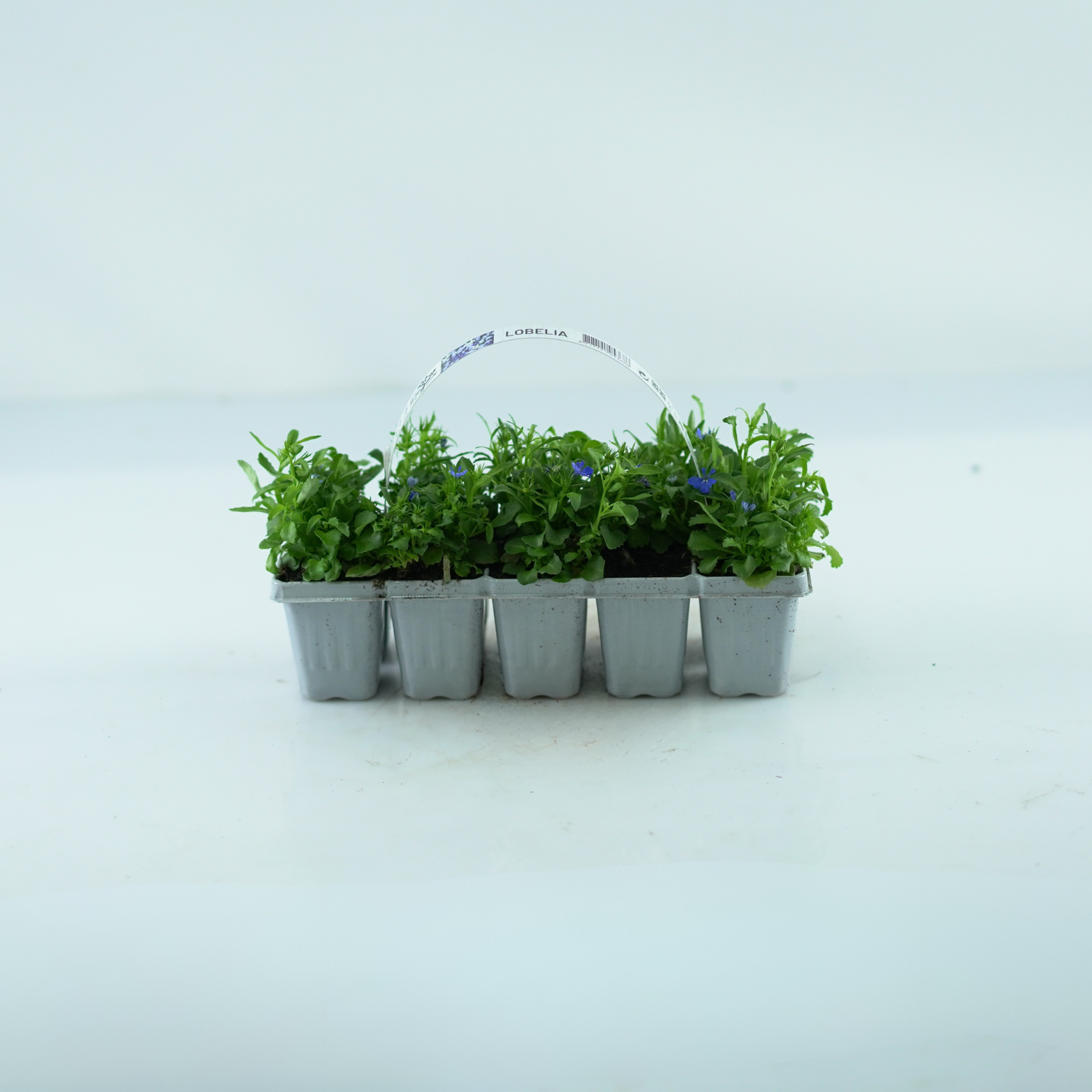 LOBELIA ERINUS Lobelia przylądkowa