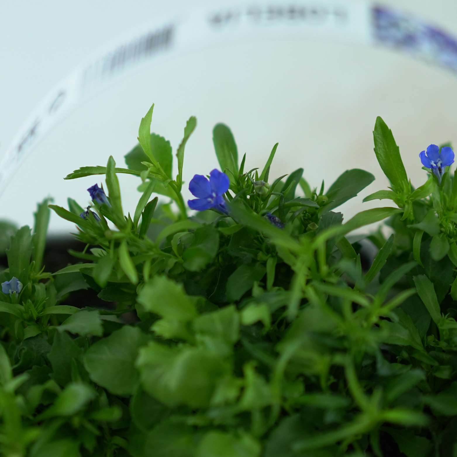 LOBELIA ERINUS Lobelia przylądkowa