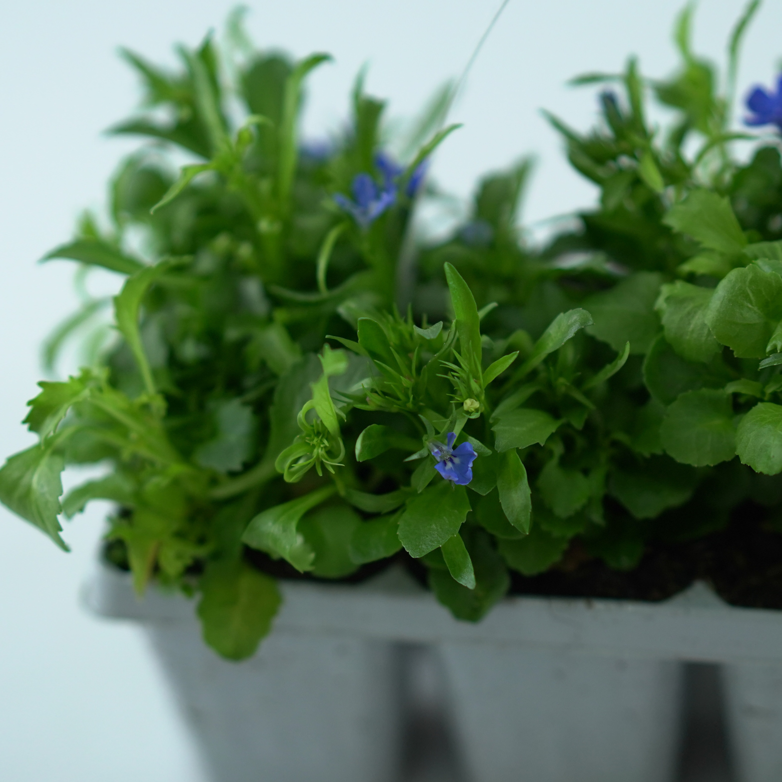 LOBELIA ERINUS Lobelia przylądkowa
