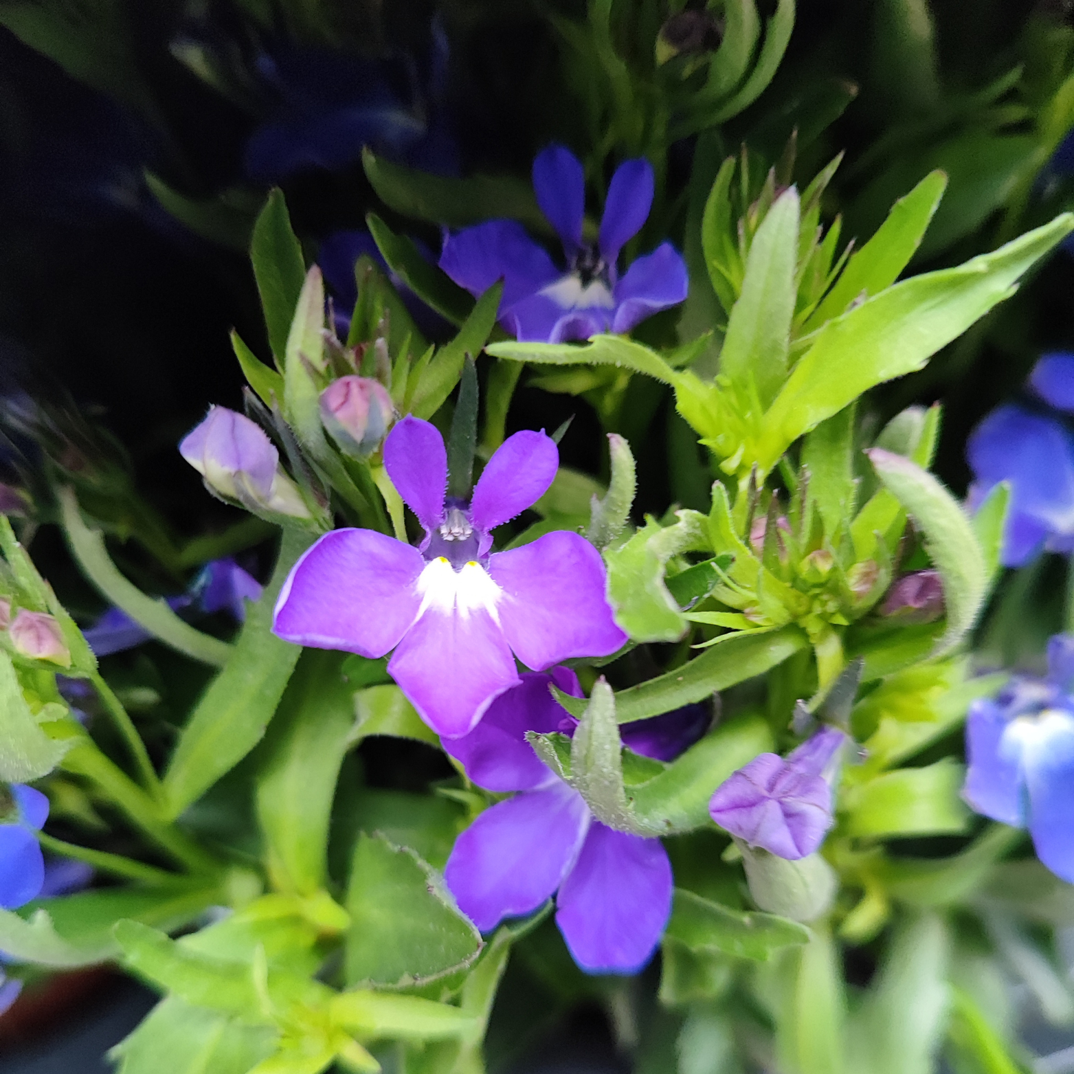 LOBELIA ERINUS 'HOT BLUE' Lobelia przylądkowa