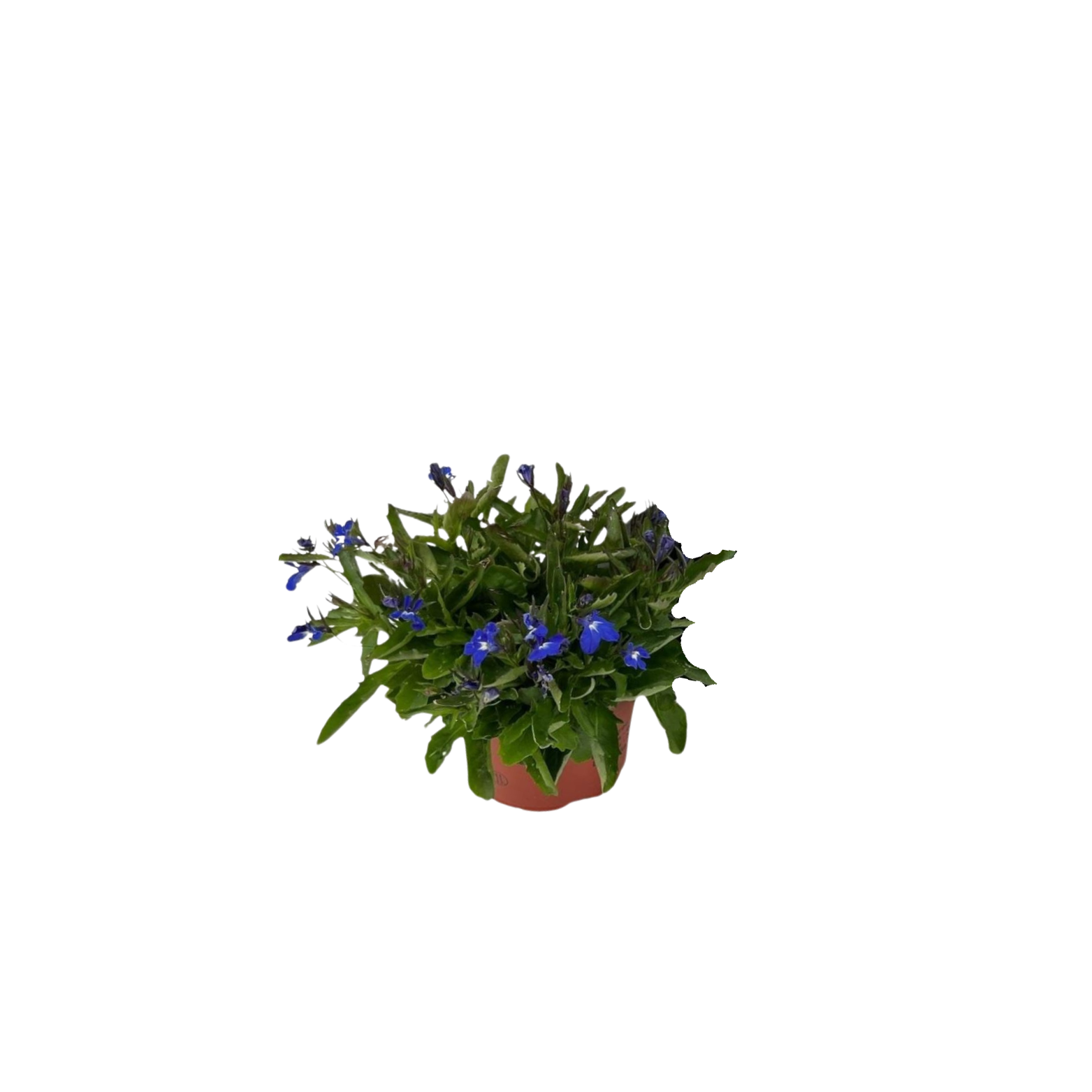 LOBELIA ERINUS 'HOT BLUE' Lobelia przylądkowa