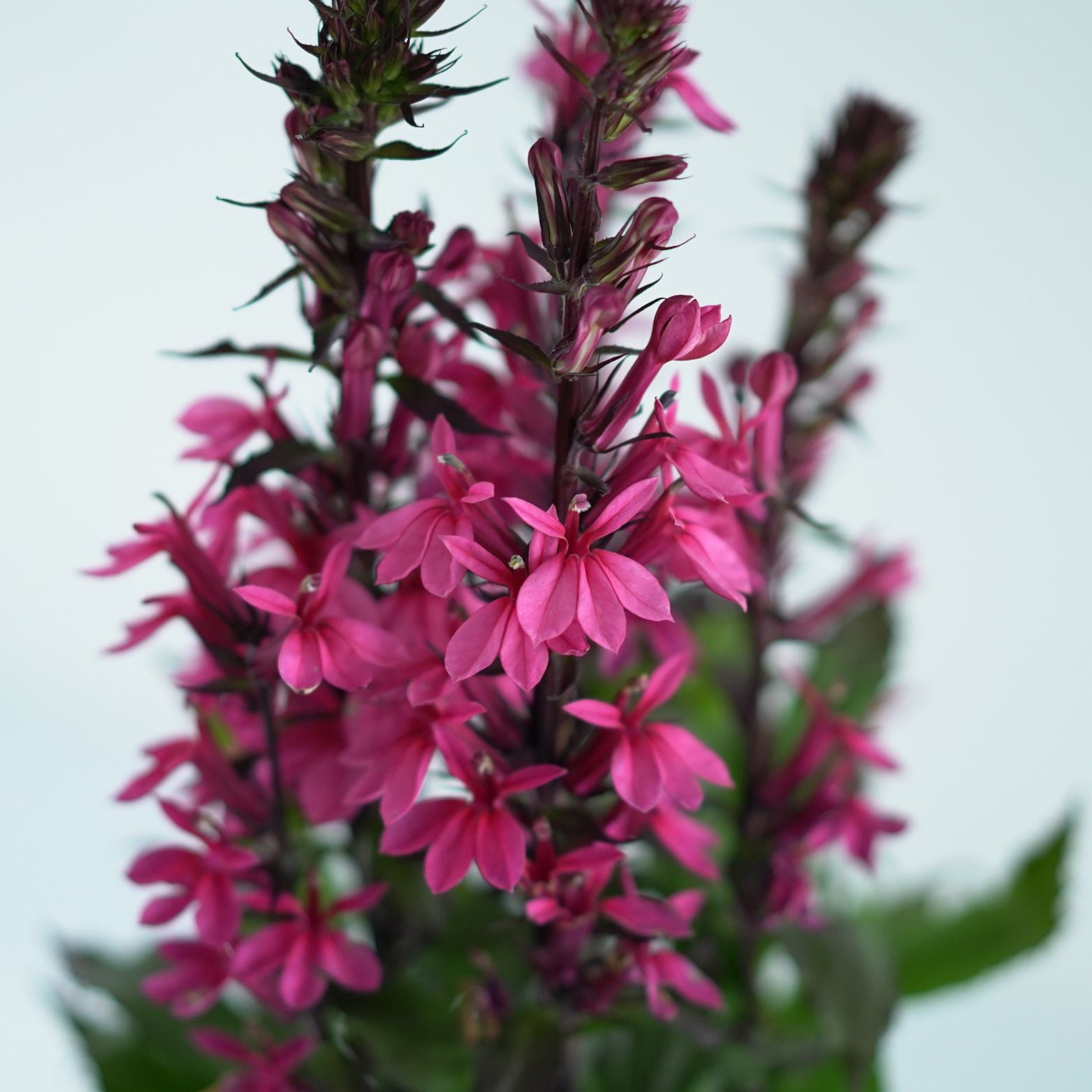 LOBELIA SIPHILITICA 'Pink Spire' Lobelia wielka