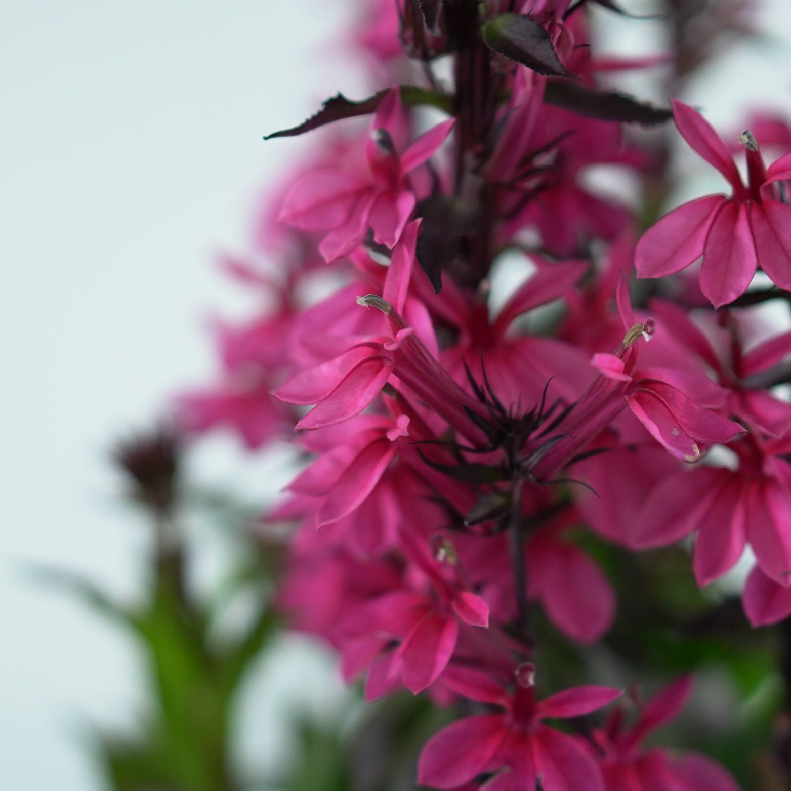 LOBELIA SIPHILITICA 'Pink Spire' Lobelia wielka