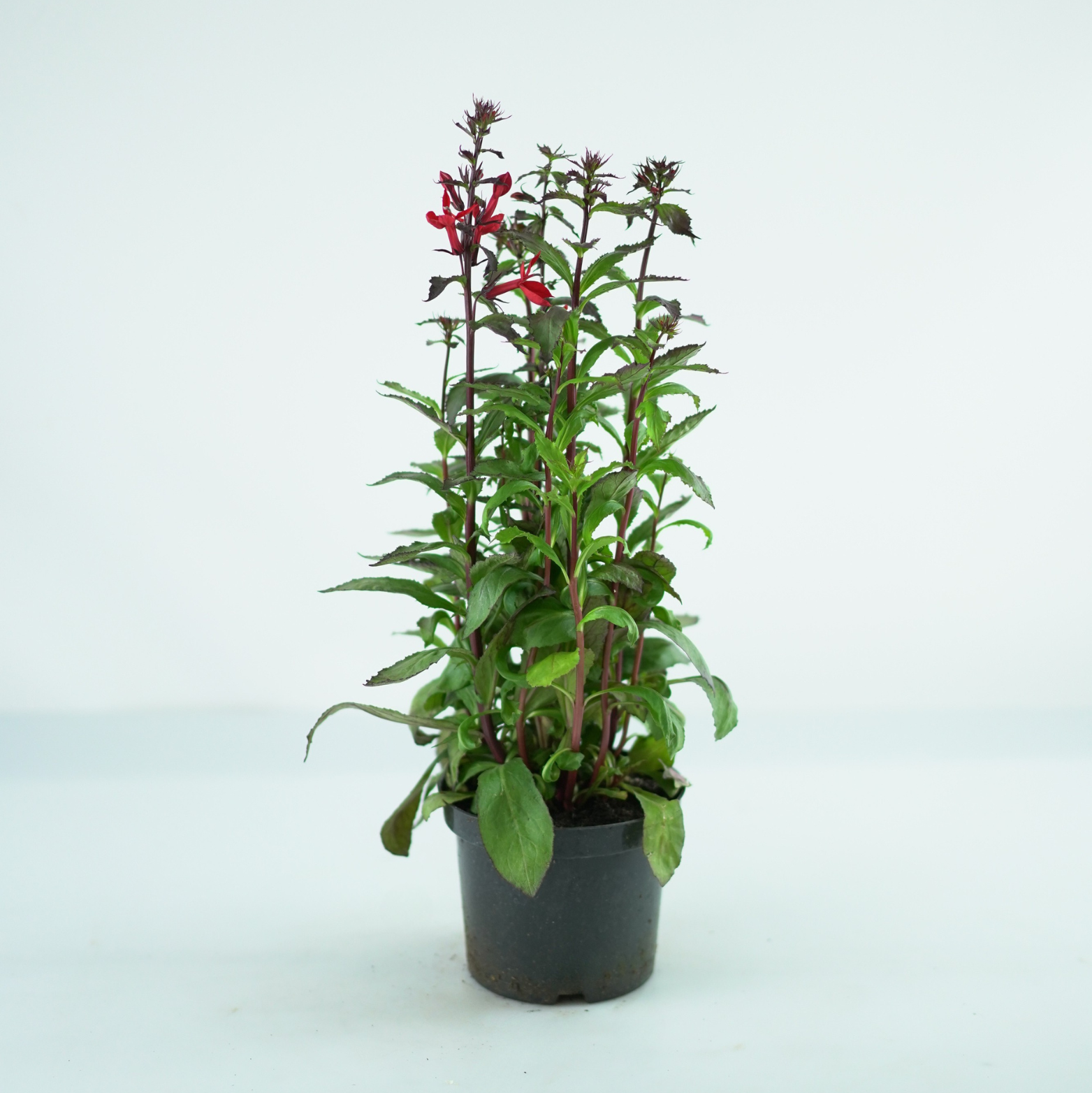 LOBELIA SPECIOSA 'STARSHIP' Lobelia okazała