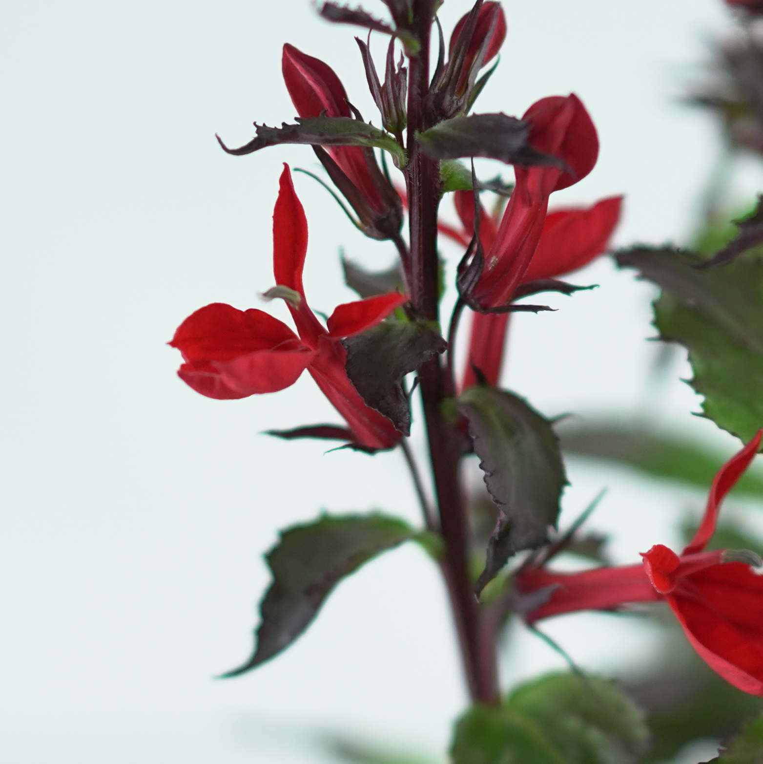 LOBELIA SPECIOSA 'STARSHIP' Lobelia okazała